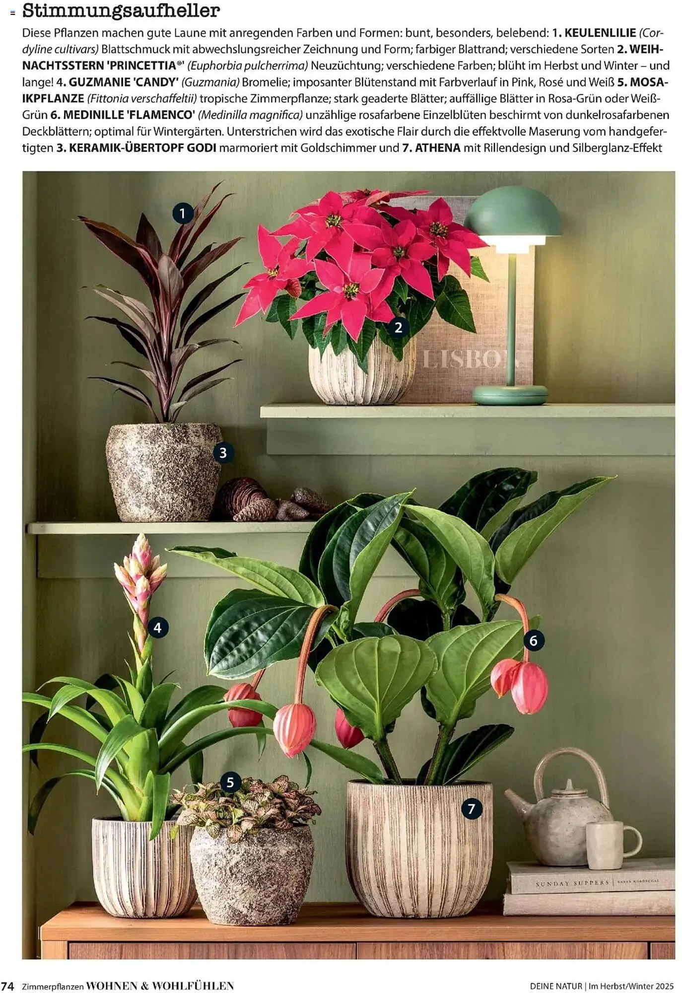 Dehner Flugblatt von 10. Oktober bis 30. November 2025 - Flugblätt seite  74