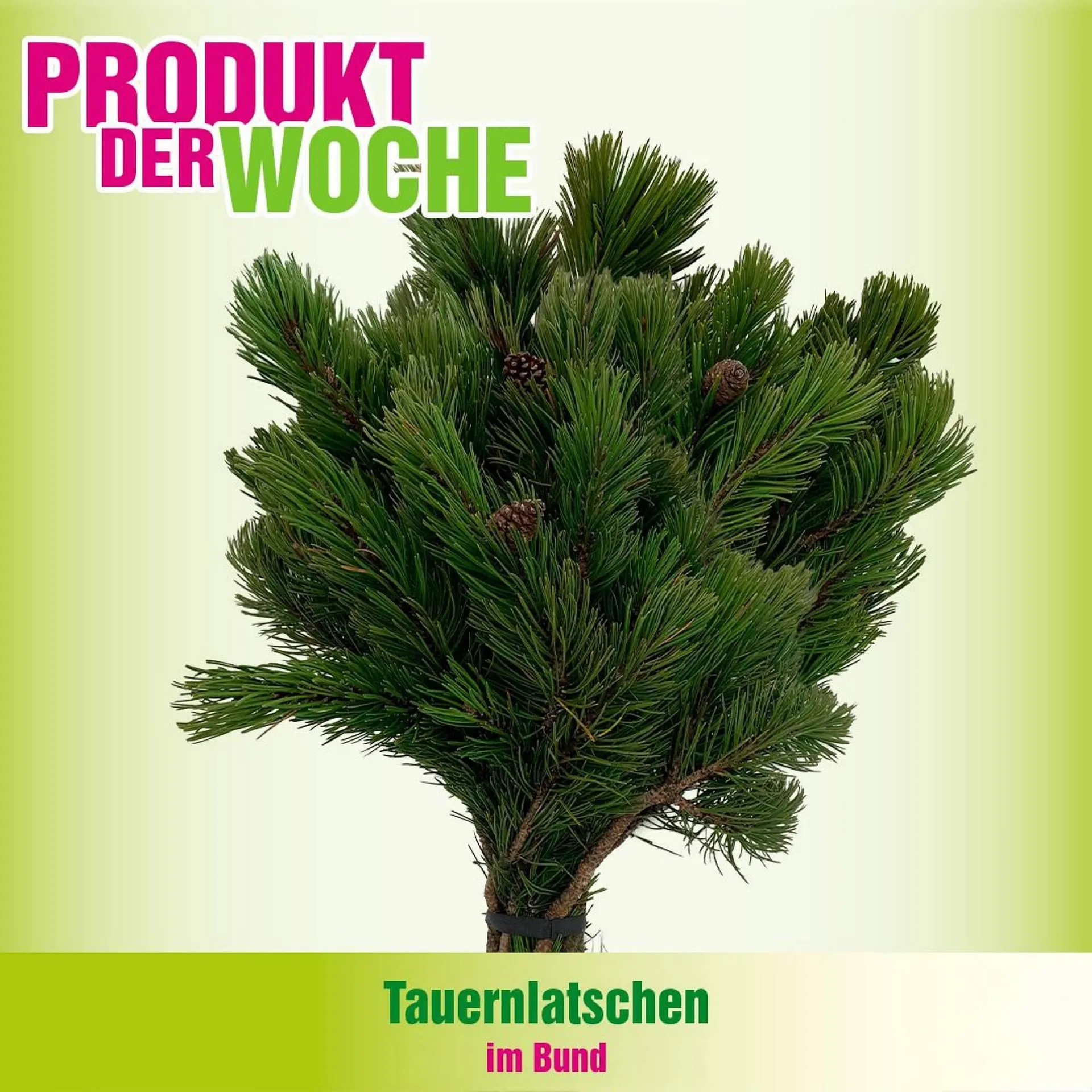 Blumen B&B Flugblatt von 5. November bis 10. November 2025 - Flugblätt seite  2