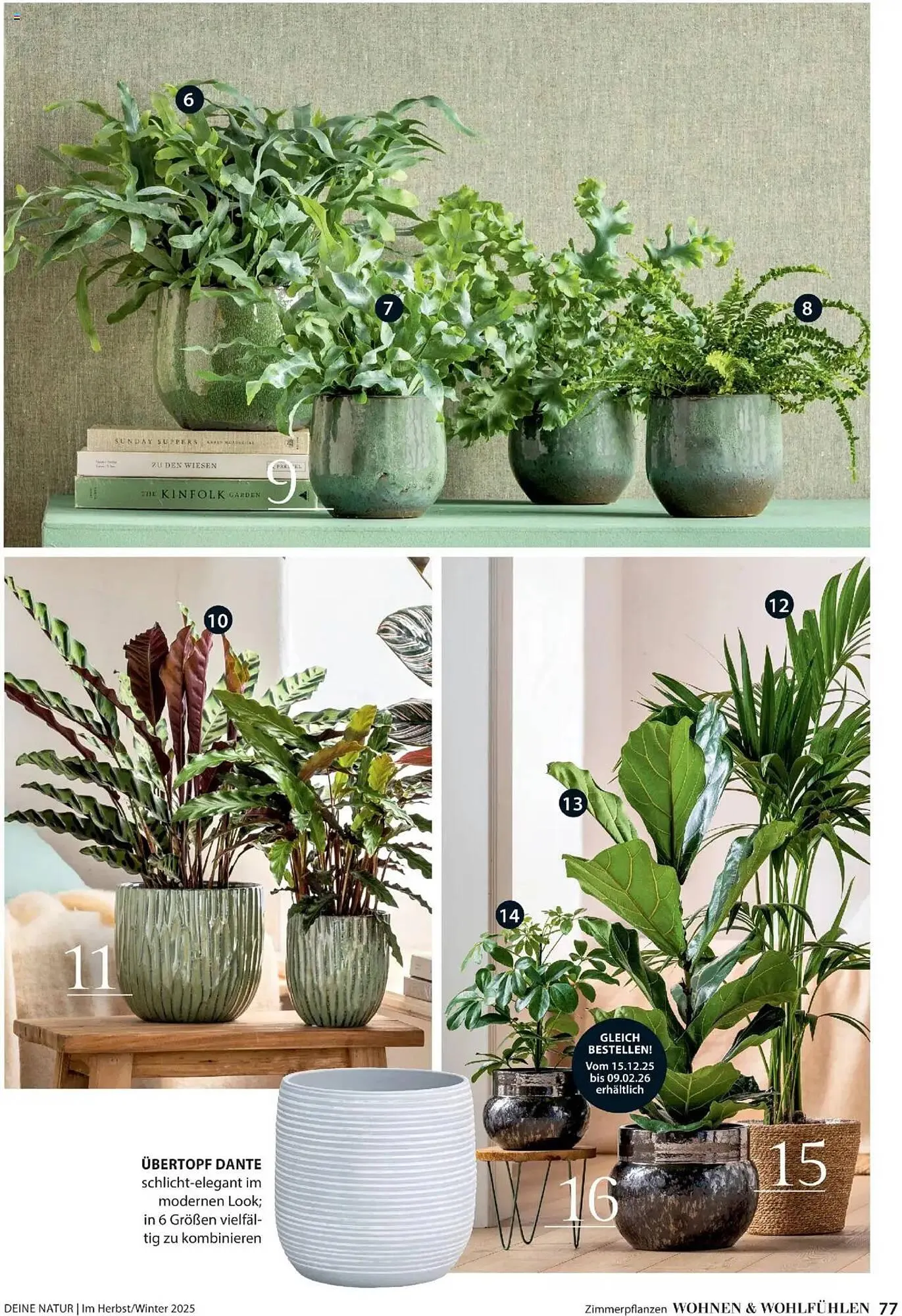 Dehner Flugblatt von 10. Oktober bis 30. November 2025 - Flugblätt seite 77