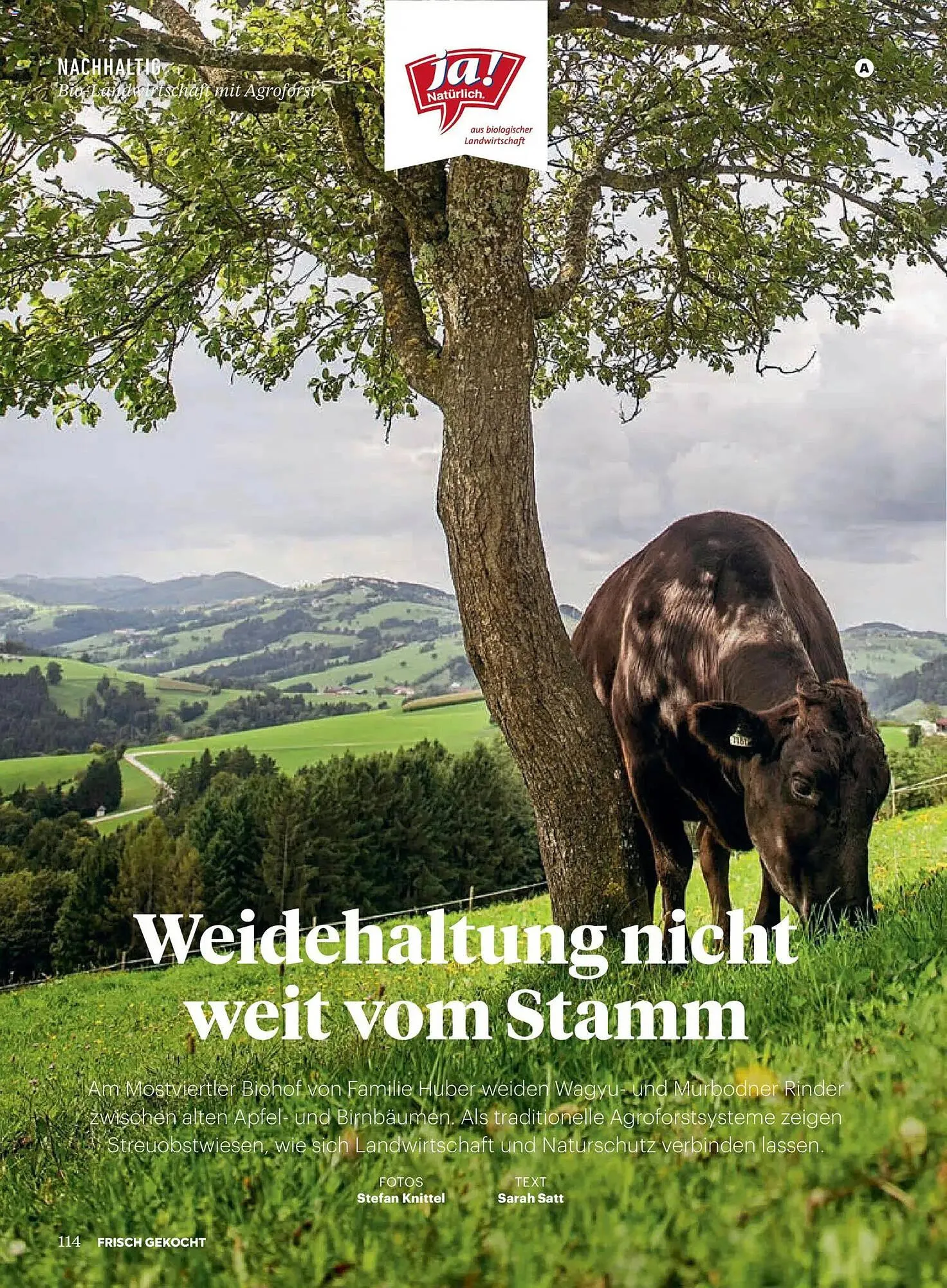 Billa Flugblatt von 1. Jänner bis 28. Februar 2026 - Flugblätt seite  110