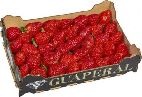 Erdbeeren frisch Spanien