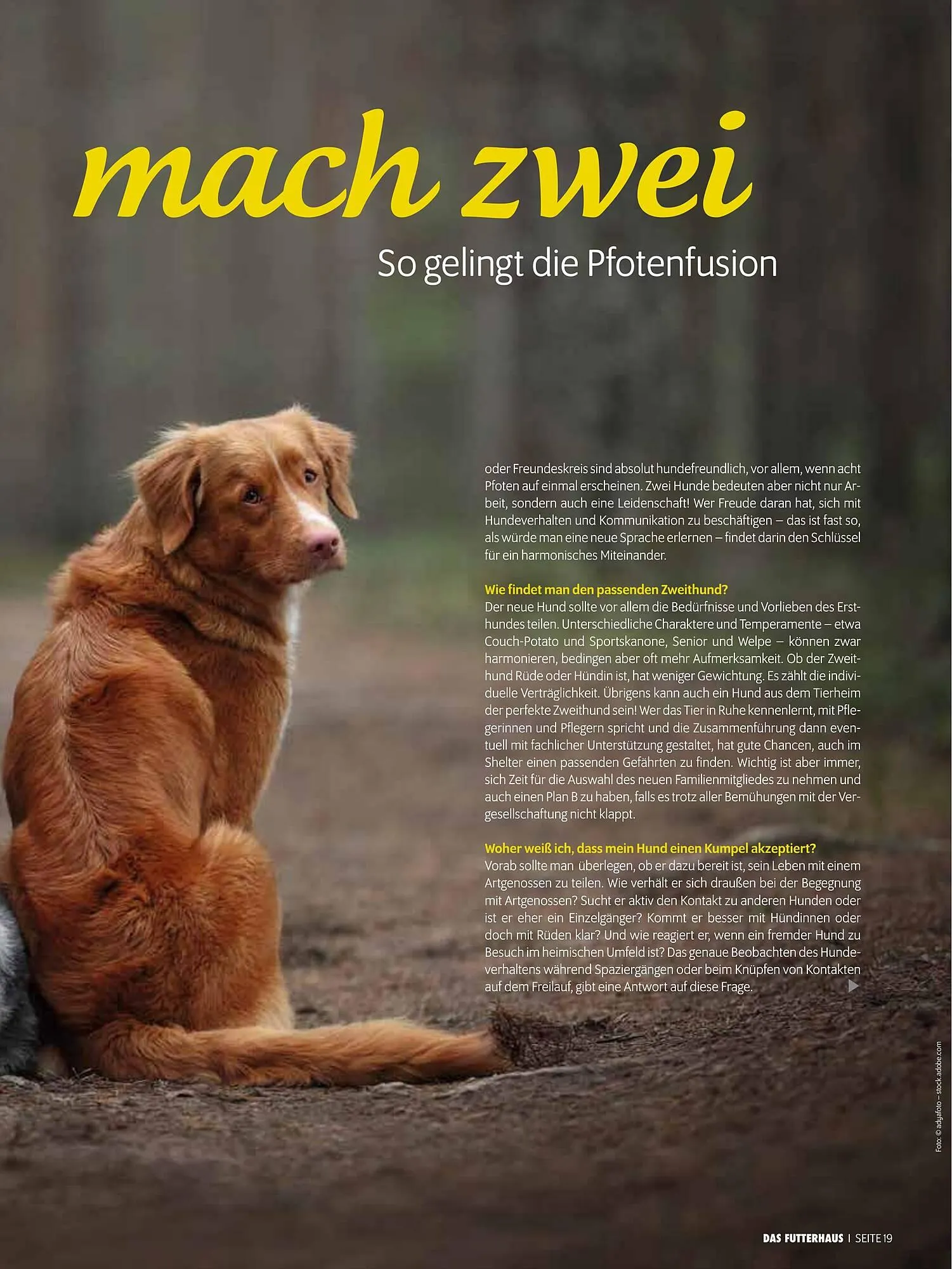 Das Futterhaus Prospekt von 17. Dezember bis 6. Jänner 2026 - Flugblätt seite  19