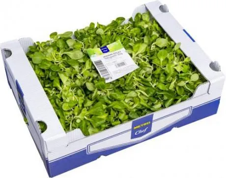 Vogerlsalat frisch Italien