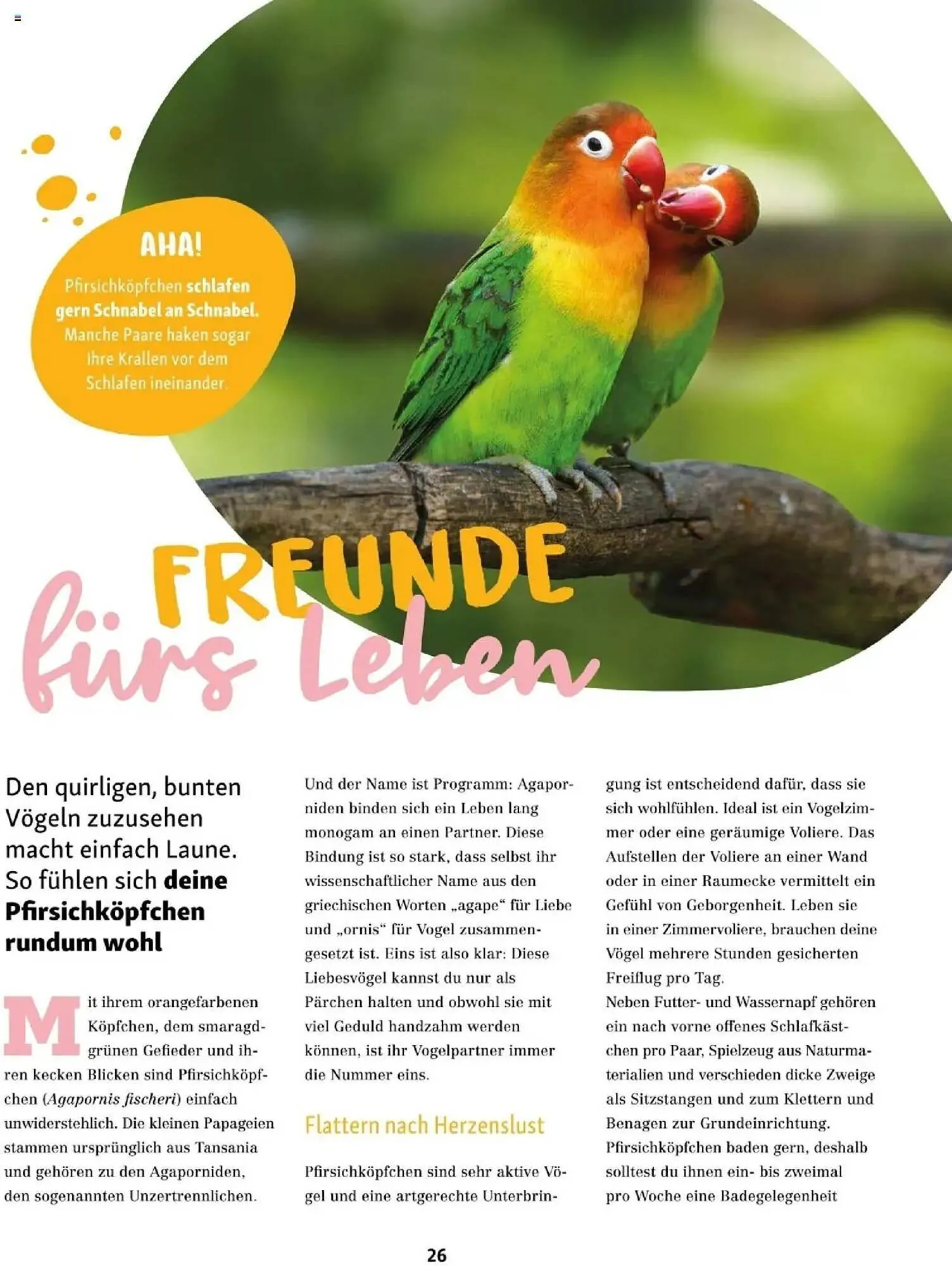 Fressnapf Flugblatt von 1. September bis 31. Oktober 2025 - Flugblätt seite  26