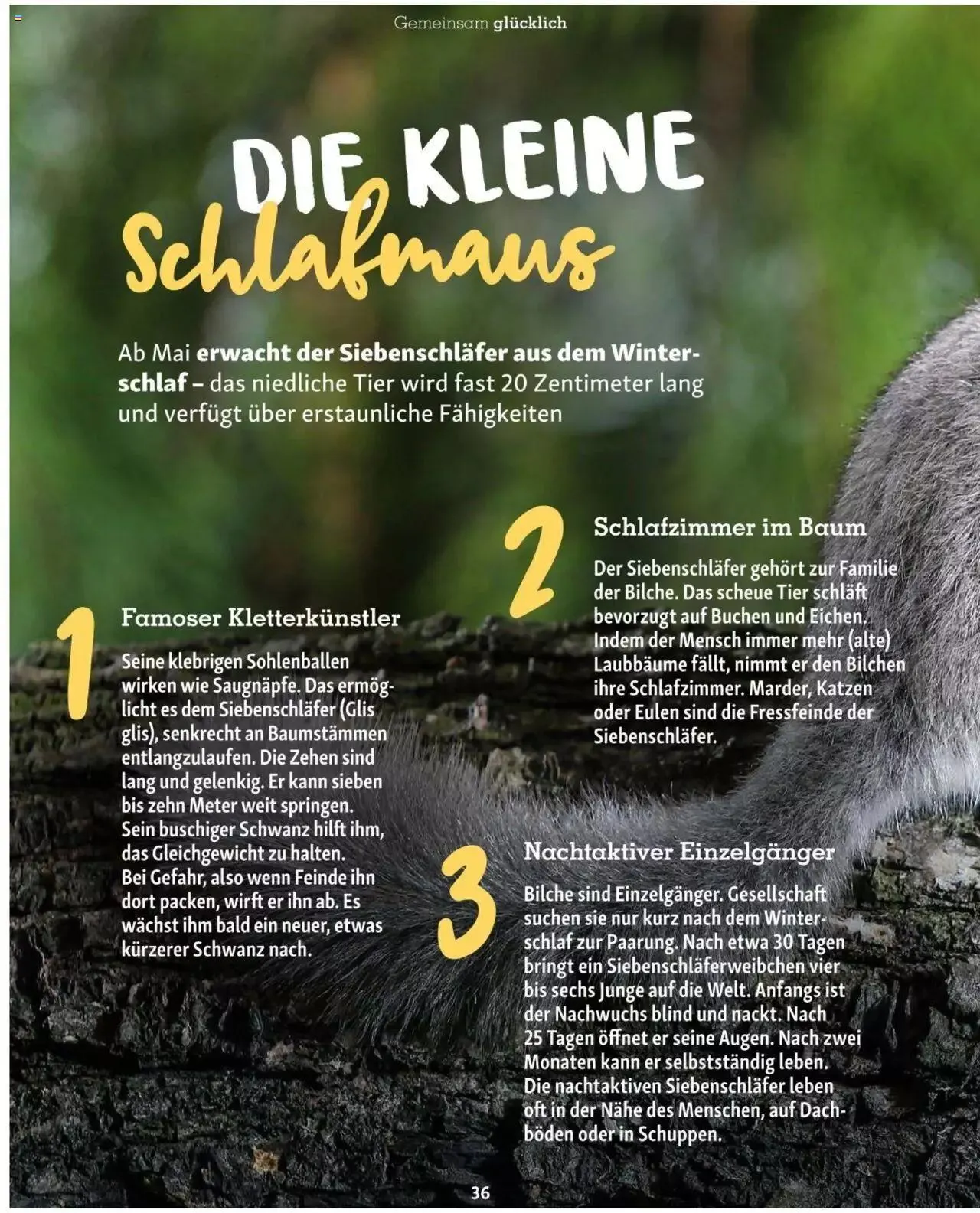 Fressnapf Friends 02/2023 von 1. März bis 31. Dezember 2023 - Flugblätt seite  36