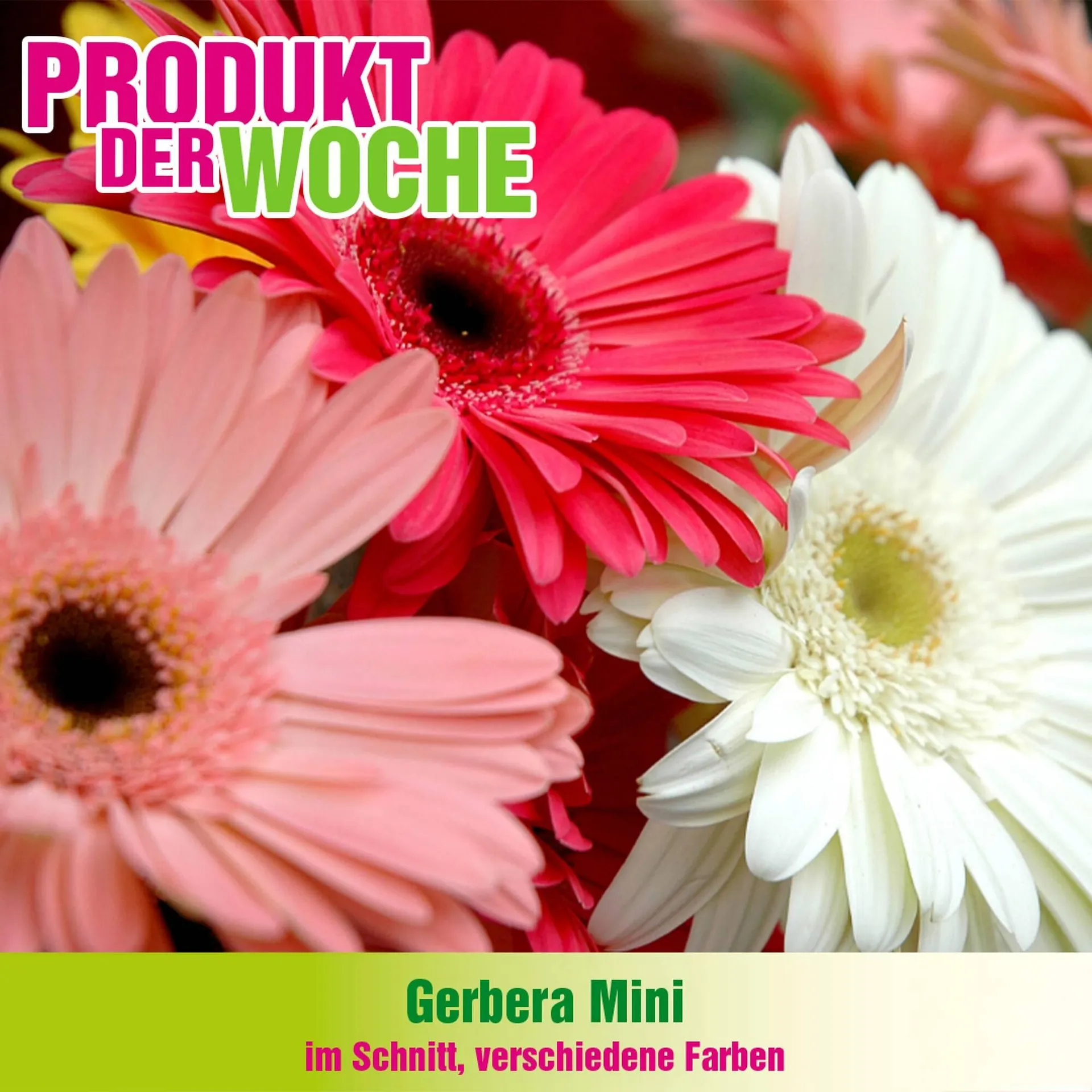 Blumen B&B Flugblatt von 18. Februar bis 3. März 2026 - Flugblätt seite  7