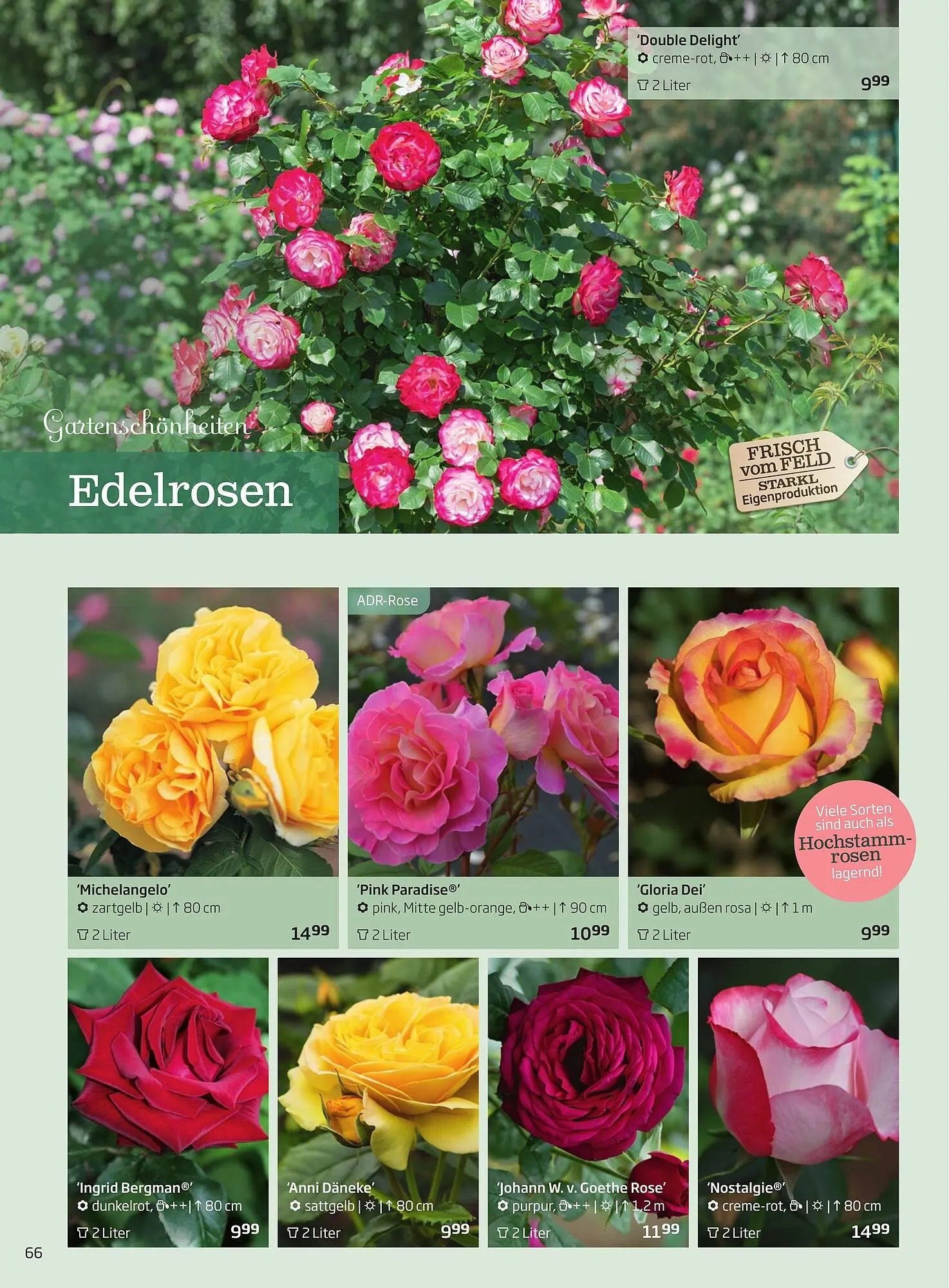 Starkl Flugblatt von 1. Jänner bis 31. Dezember 2023 - Flugblätt seite  66