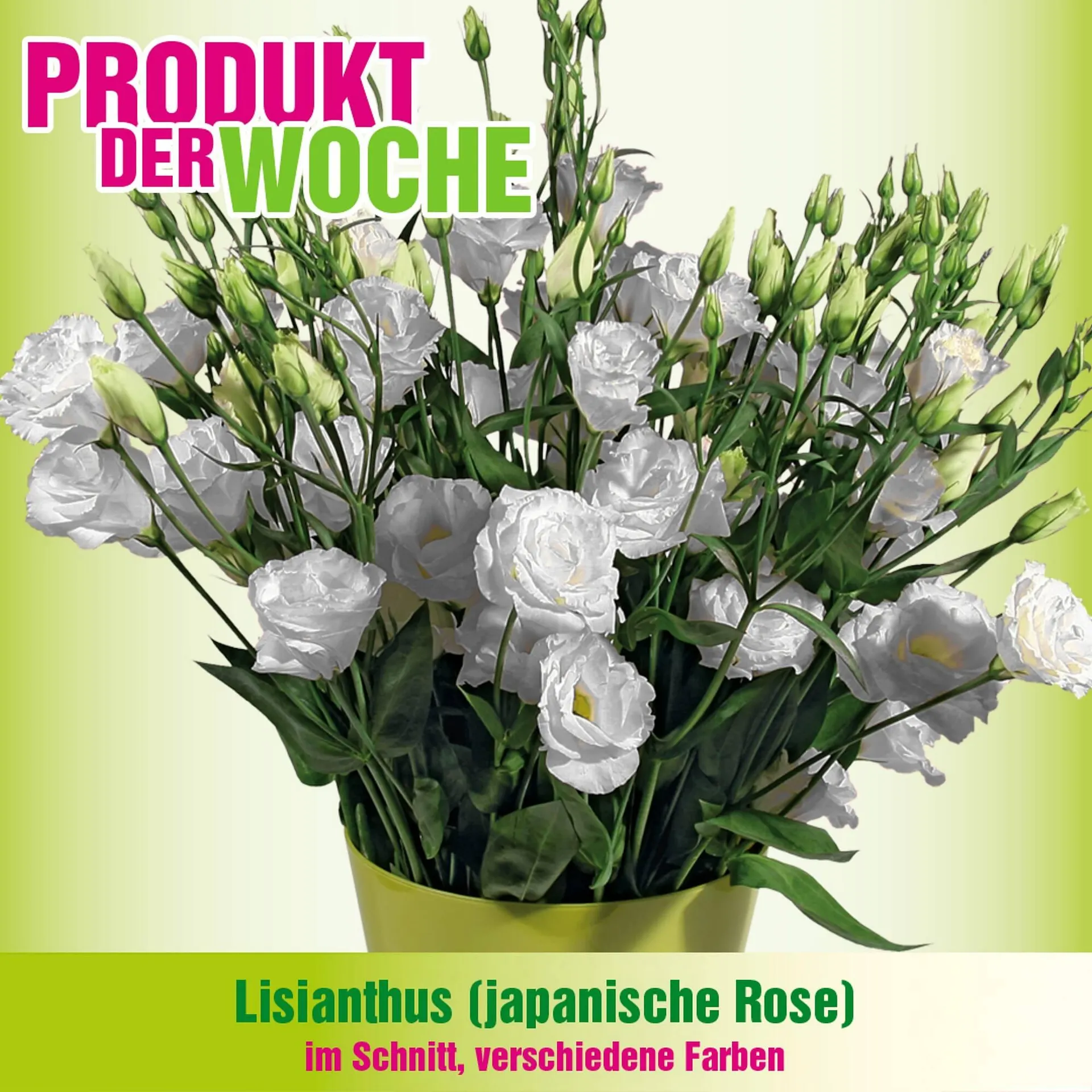 Blumen B&B Flugblatt von 13. Jänner bis 26. Jänner 2026 - Flugblätt seite  5