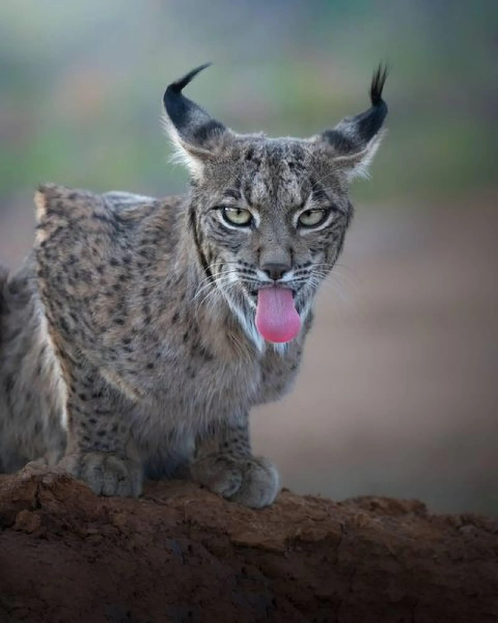 Sony Flugblatt von 6. März bis 19. März 2024 - Flugblätt seite 2