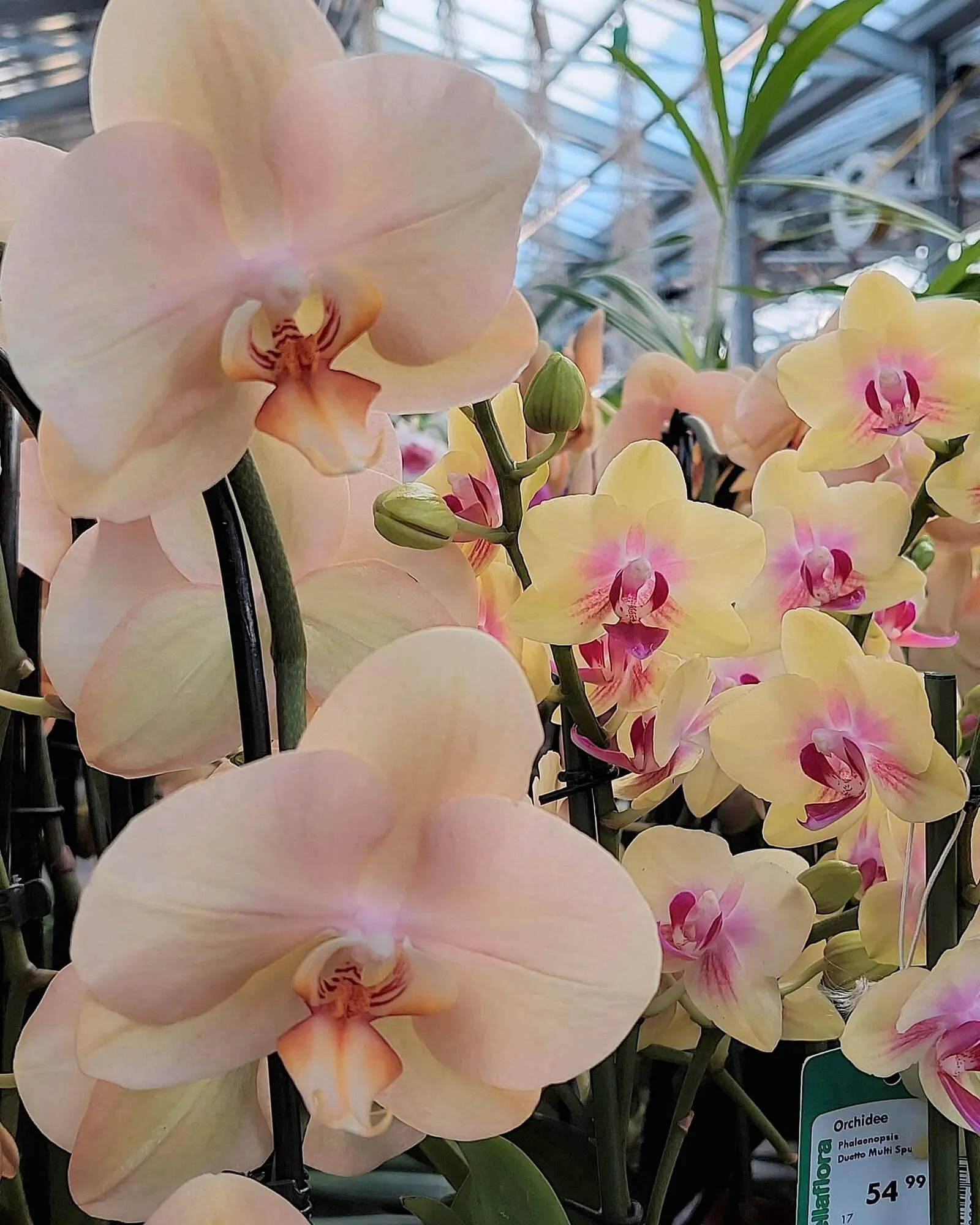 Bellaflora Flugblatt von 14. März bis 20. März 2024 - Flugblätt seite 6