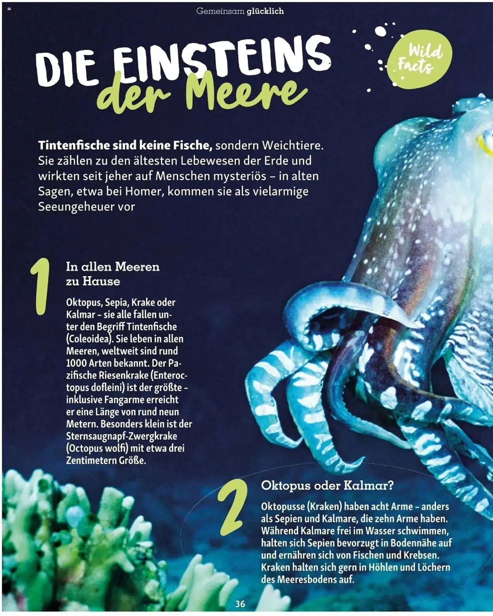 Fressnapf Flugblatt von 2. Jänner bis 2. März 2025 - Flugblätt seite  36