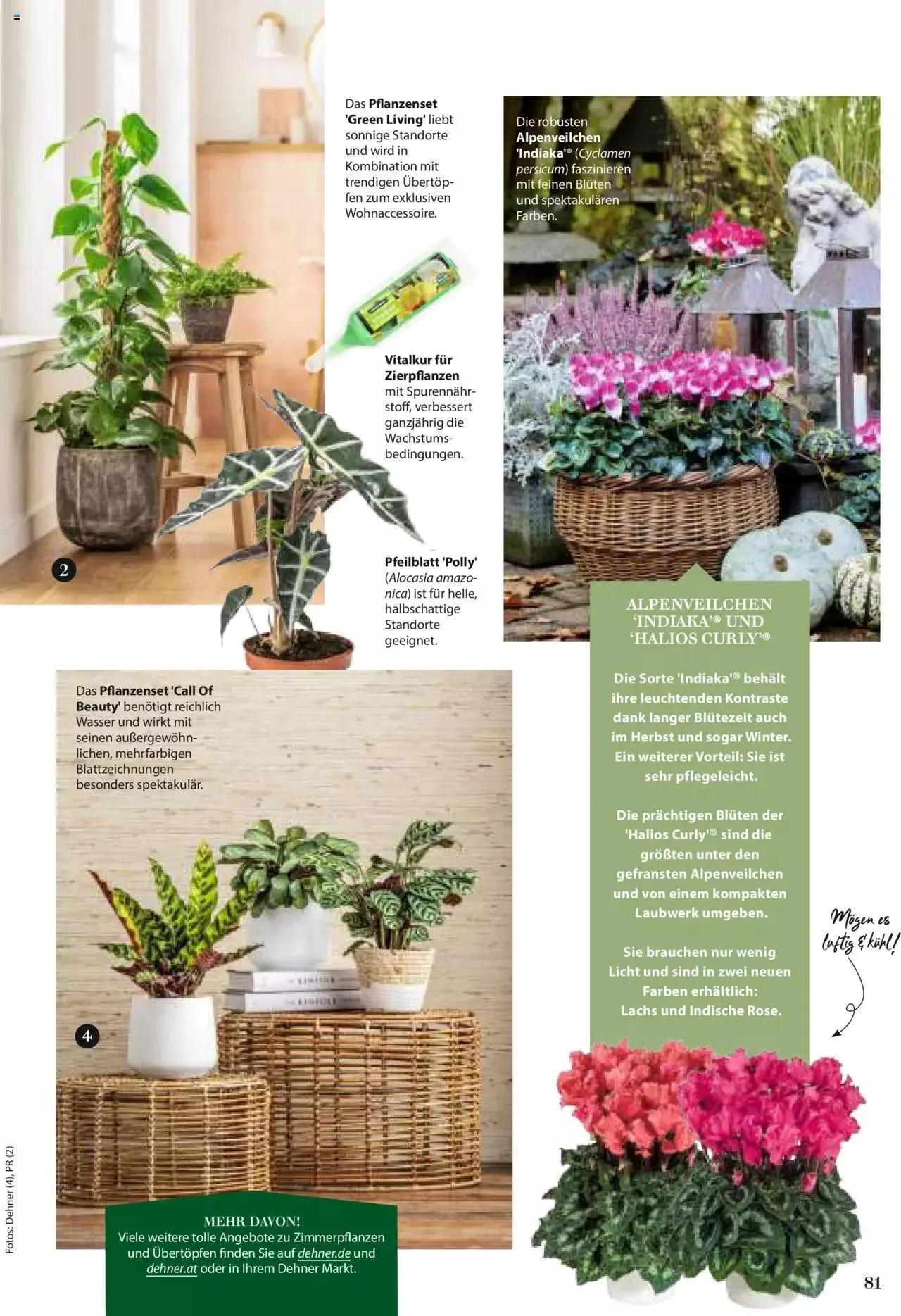 Dehner Flugblatt von 10. Oktober bis 31. Dezember 2023 - Flugblätt seite  81