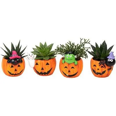 Mini Sukkulente Halloween mit Musik*