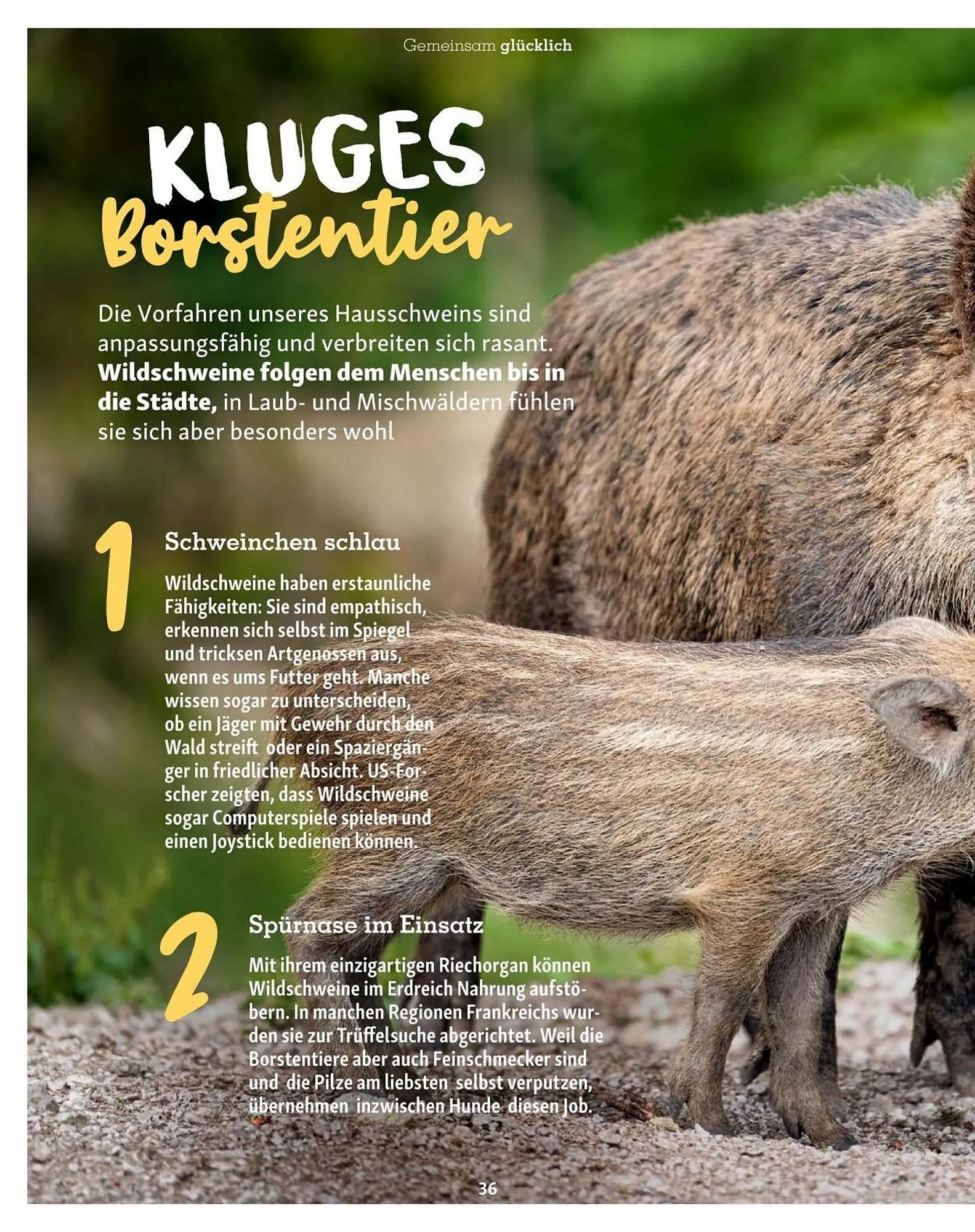 Fressnapf Flugblatt von 30. August bis 31. Oktober 2023 - Flugblätt seite  36