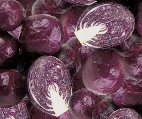 Rotkraut frisch Polen