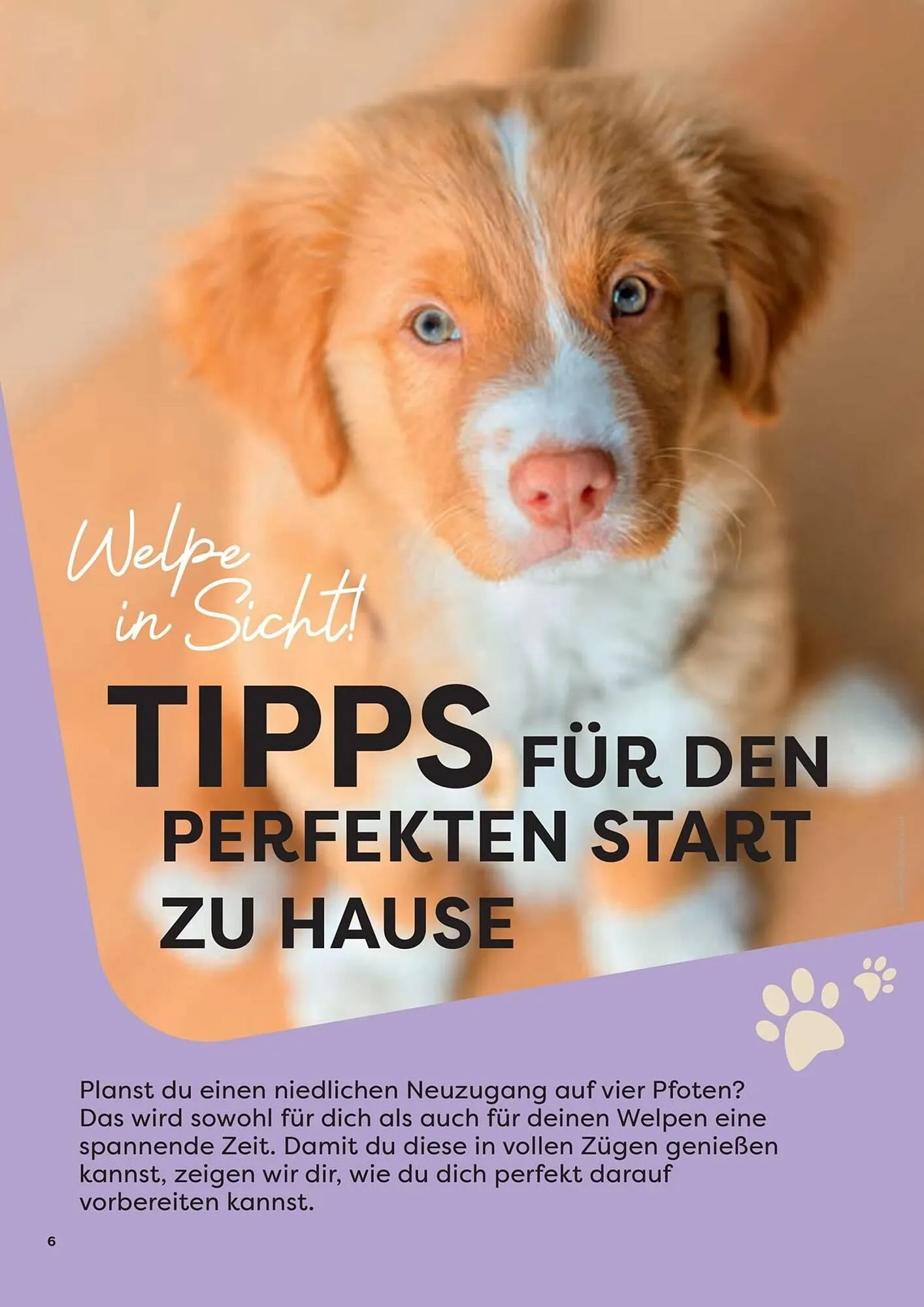 ZOO & Co Flugblatt von 30. August bis 8. November 2024 - Flugblätt seite 6