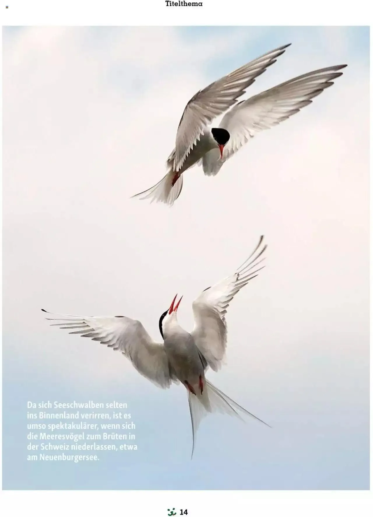 Fressnapf Friends 03/24 von 1. April bis 31. Dezember 2024 - Flugblätt seite  14