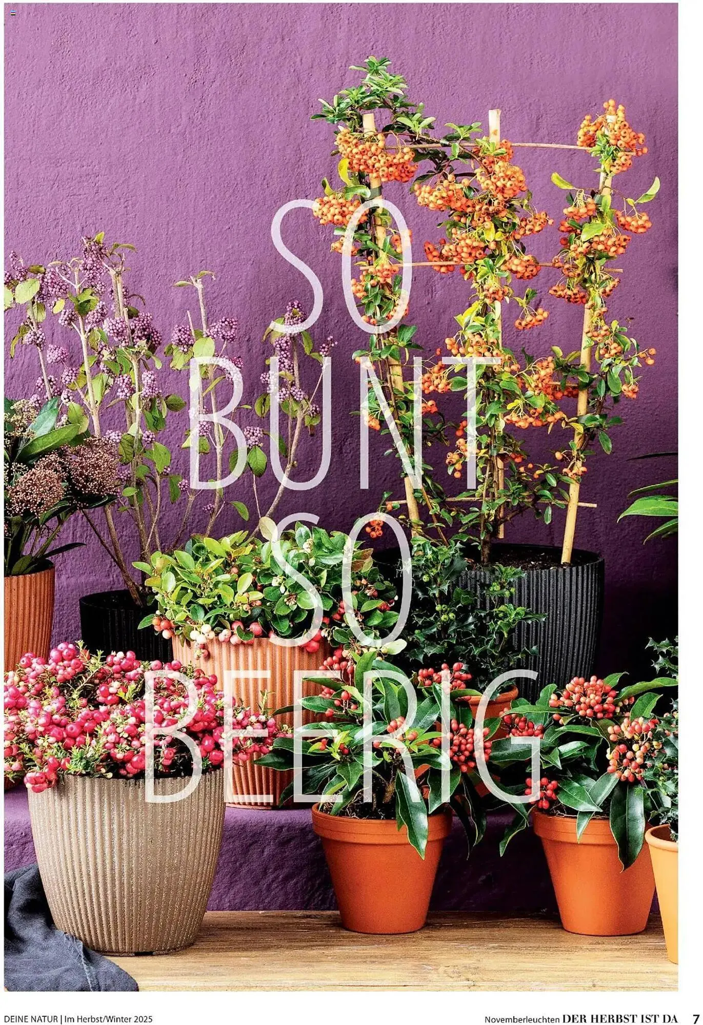 Dehner Flugblatt von 10. Oktober bis 30. November 2025 - Flugblätt seite 7