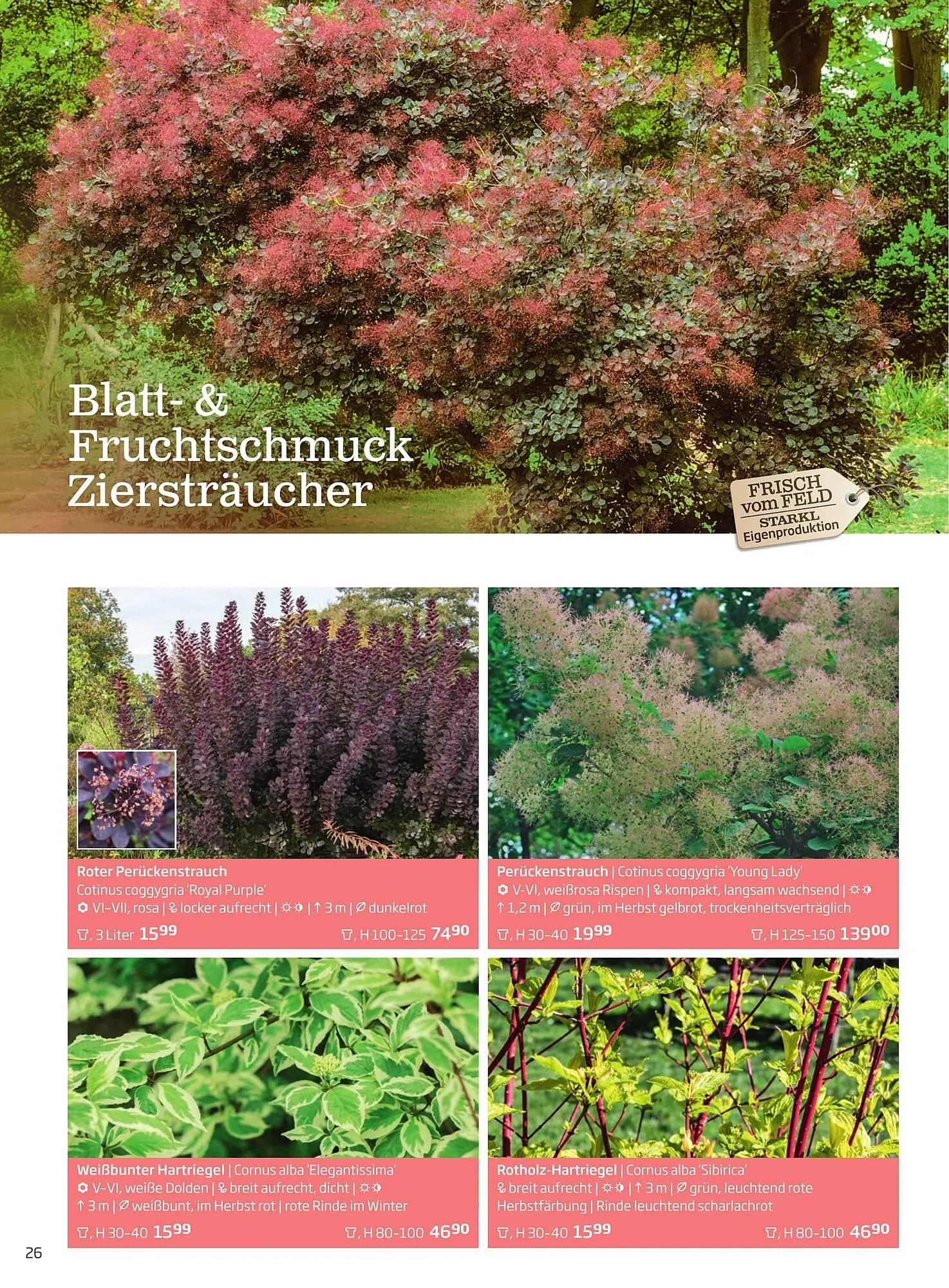 Starkl Flugblatt von 6. Juni bis 31. Dezember 2025 - Flugblätt seite  26