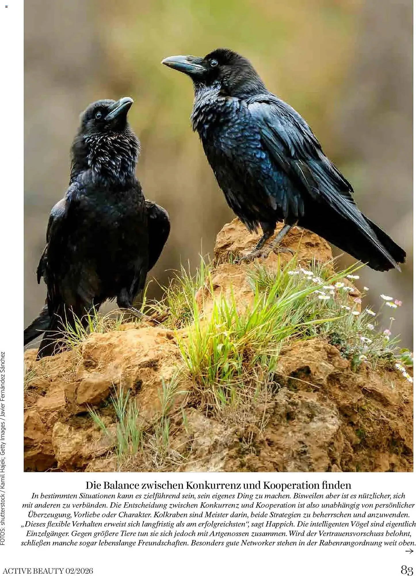 Dm Flugblatt von 1. Februar bis 28. Februar 2026 - Flugblätt seite  83