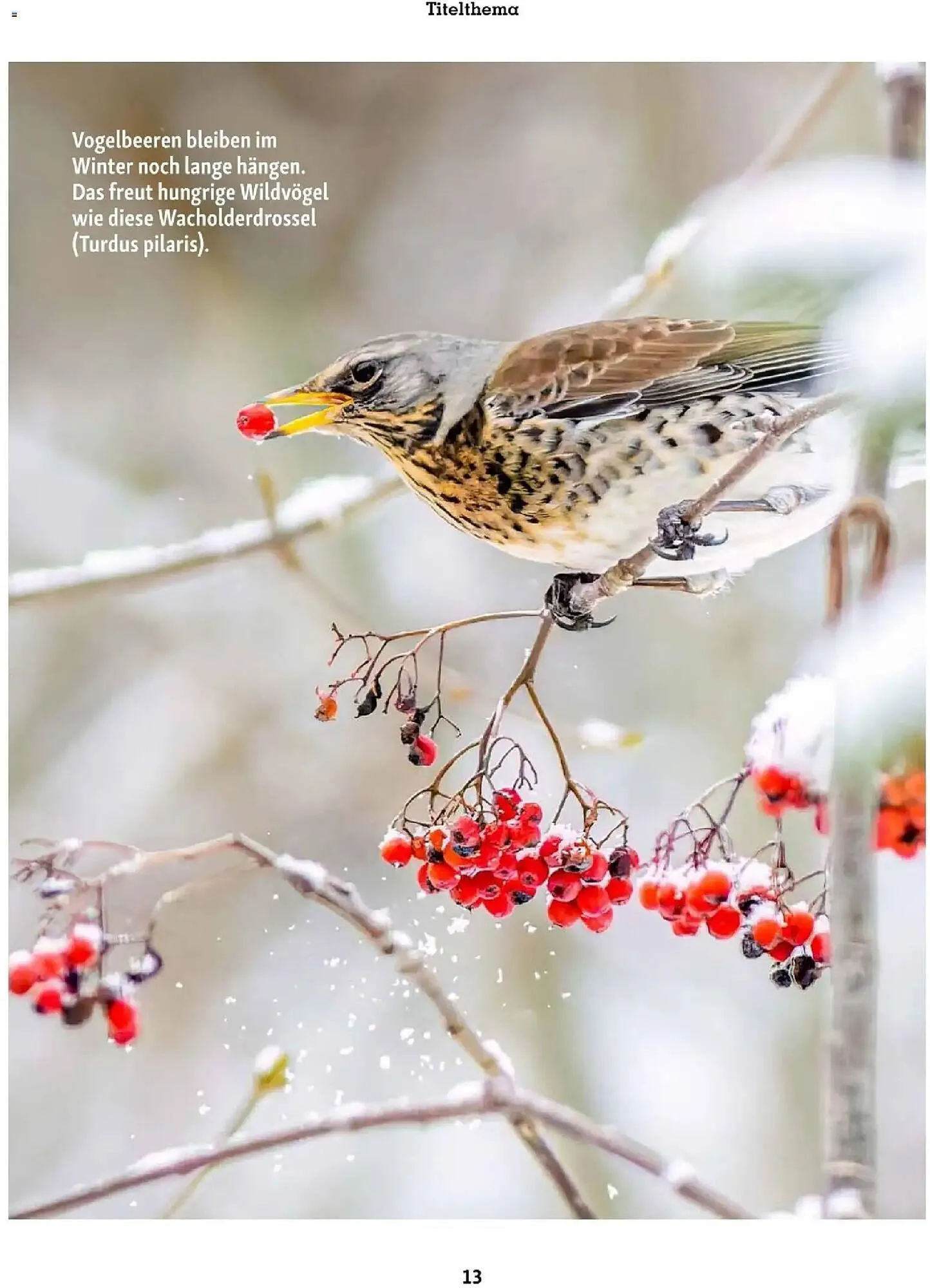 Fressnapf Flugblatt von 1. Jänner bis 28. Februar 2026 - Flugblätt seite  13