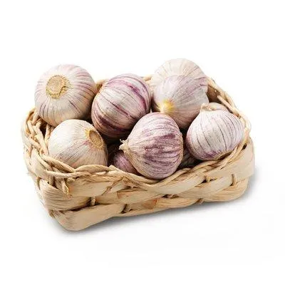Knollenknoblauch