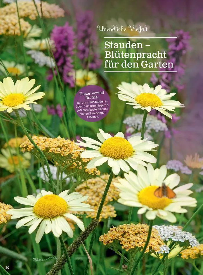 Gartencenter Jahreskatalog 2024 von 20. Mai bis 31. Dezember 2024 - Flugblätt seite  30