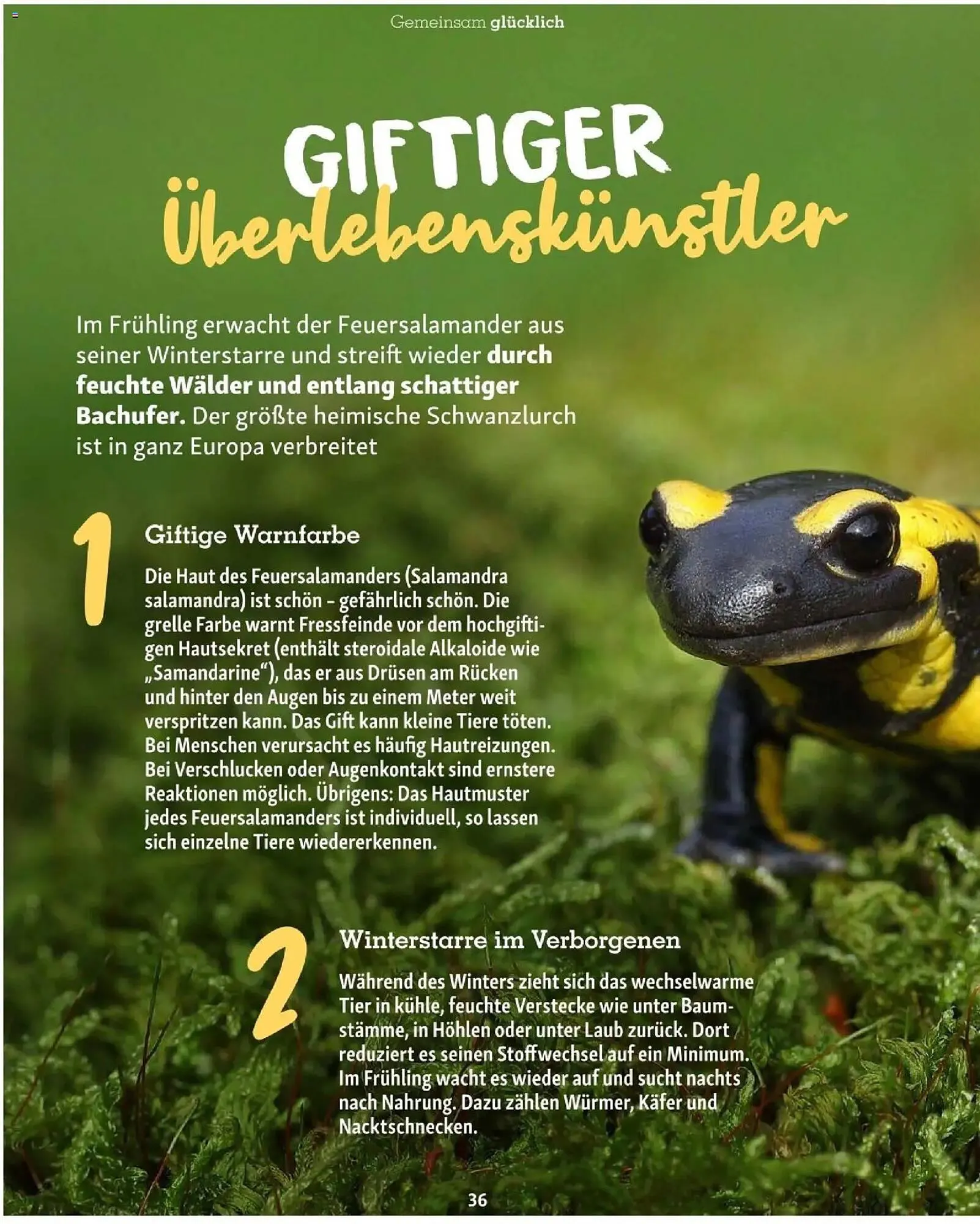 Fressnapf Flugblatt von 1. März bis 30. April 2026 - Flugblätt seite 36