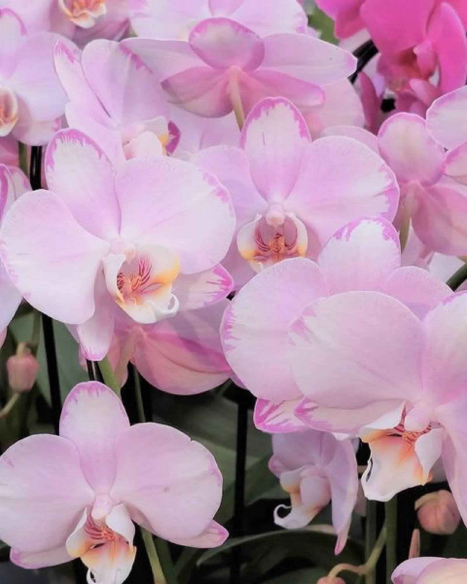 Bellaflora Flugblatt von 14. März bis 20. März 2024 - Flugblätt seite  4