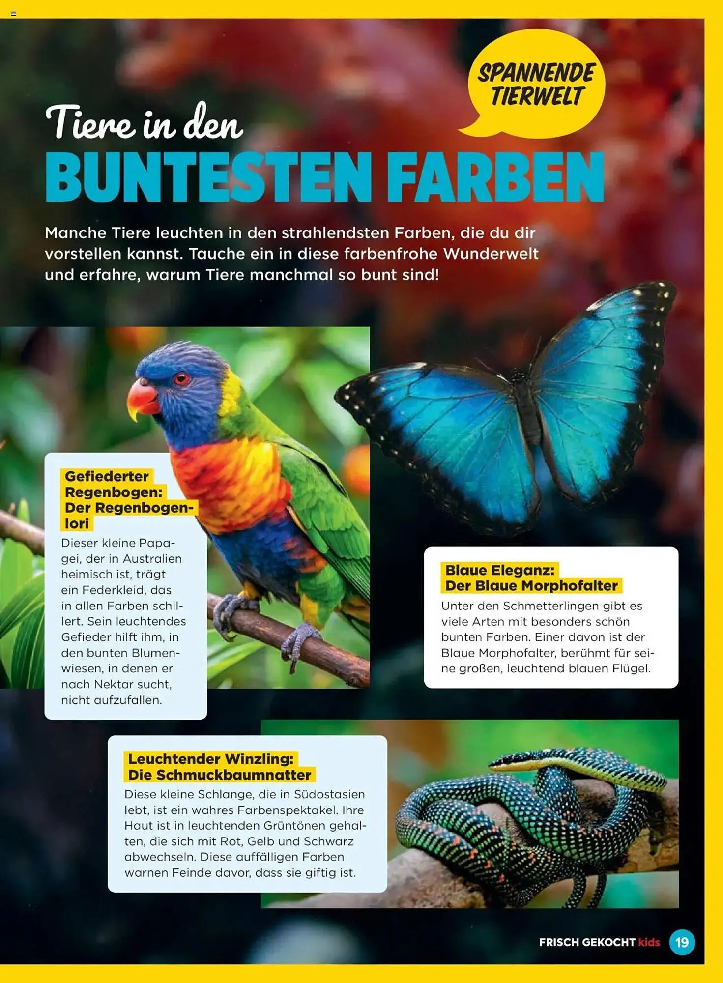 Billa Flugblatt von 1. Jänner bis 28. Februar 2025 - Flugblätt seite  19