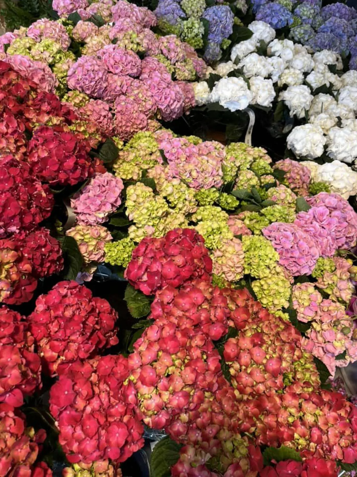 Blumen B&B Flugblatt von 24. Mai bis 13. Juni 2024 - Flugblätt seite 6