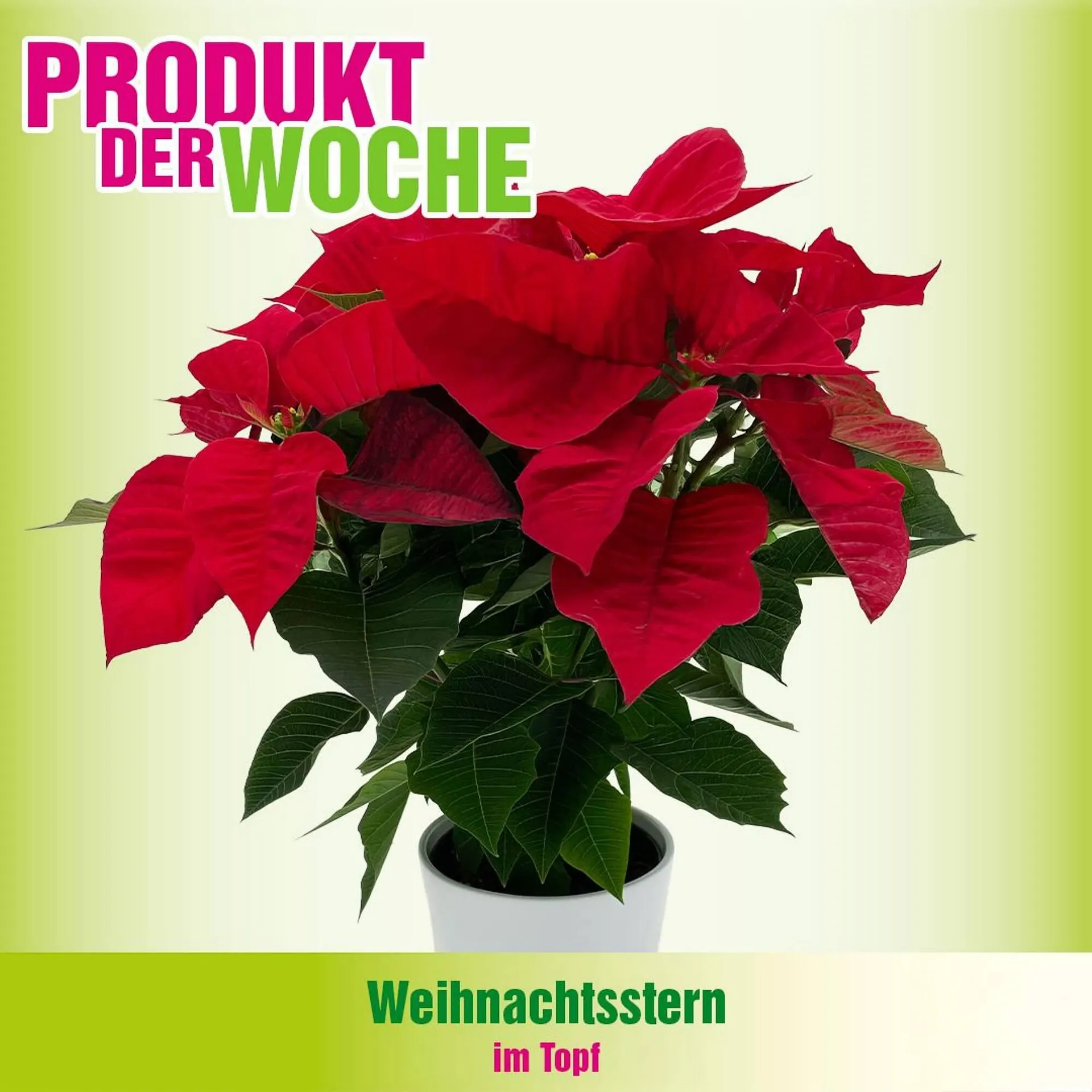 Blumen B&B Flugblatt von 28. Oktober bis 3. November 2025 - Flugblätt seite  5