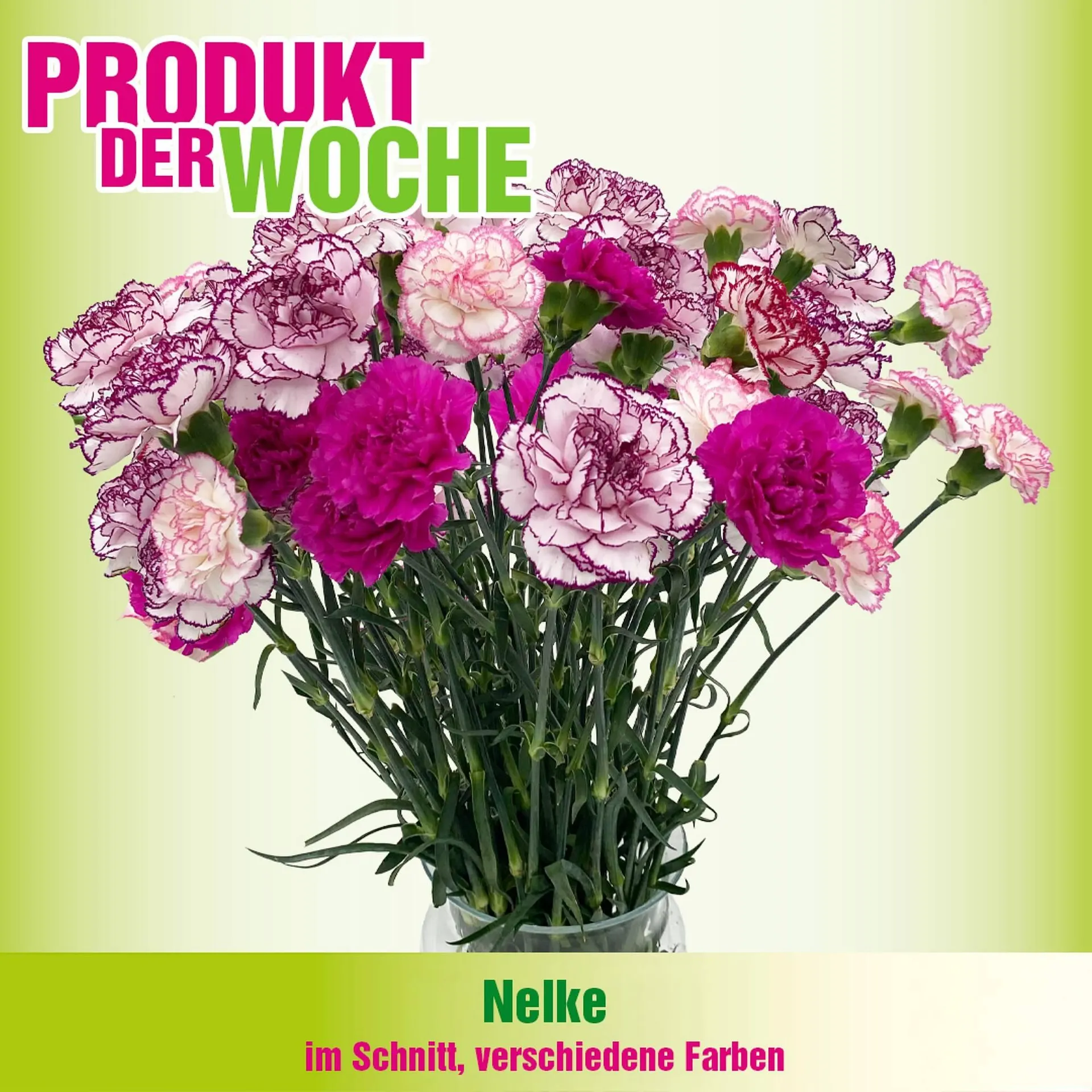 Blumen B&B Flugblatt von 27. Jänner bis 2. Februar 2026 - Flugblätt seite  4