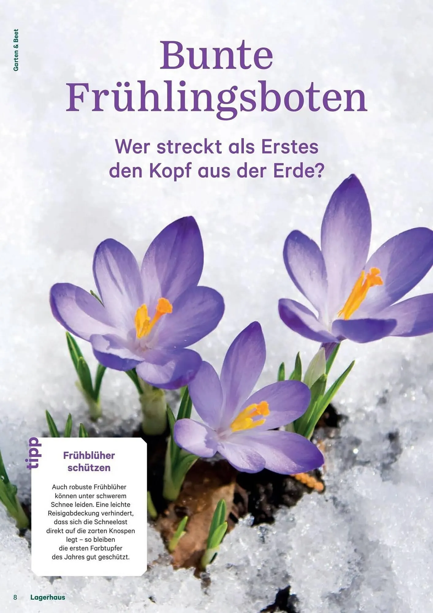 Lagerhaus Flugblatt von 1. Februar bis 28. Februar 2026 - Flugblätt seite  8