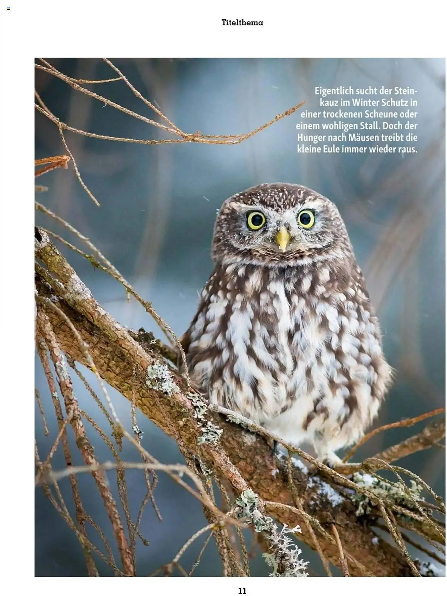 Fressnapf Flugblatt von 2. Jänner bis 2. März 2025 - Flugblätt seite 11