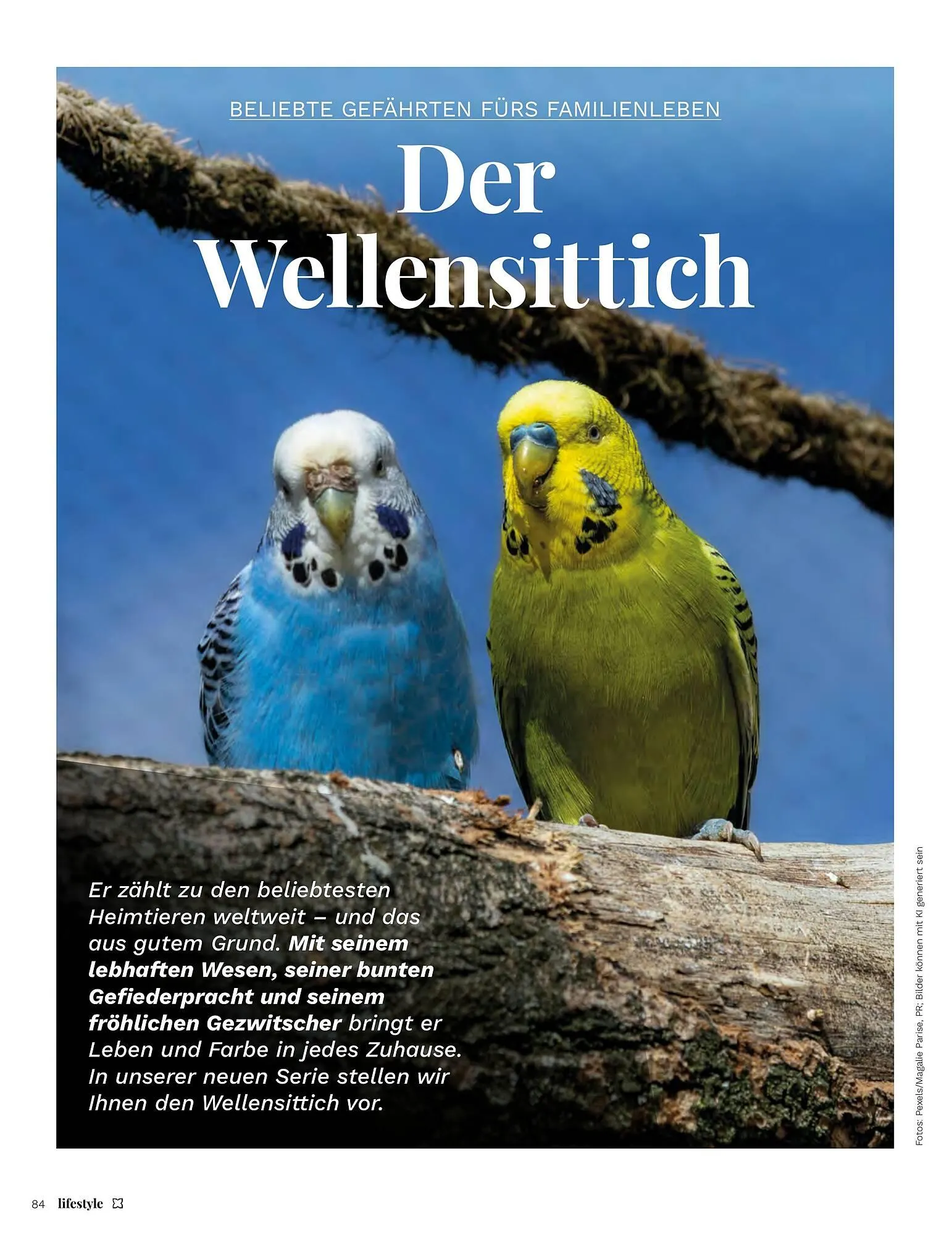 Müller Flugblatt von 1. Jänner bis 28. Februar 2026 - Flugblätt seite 84