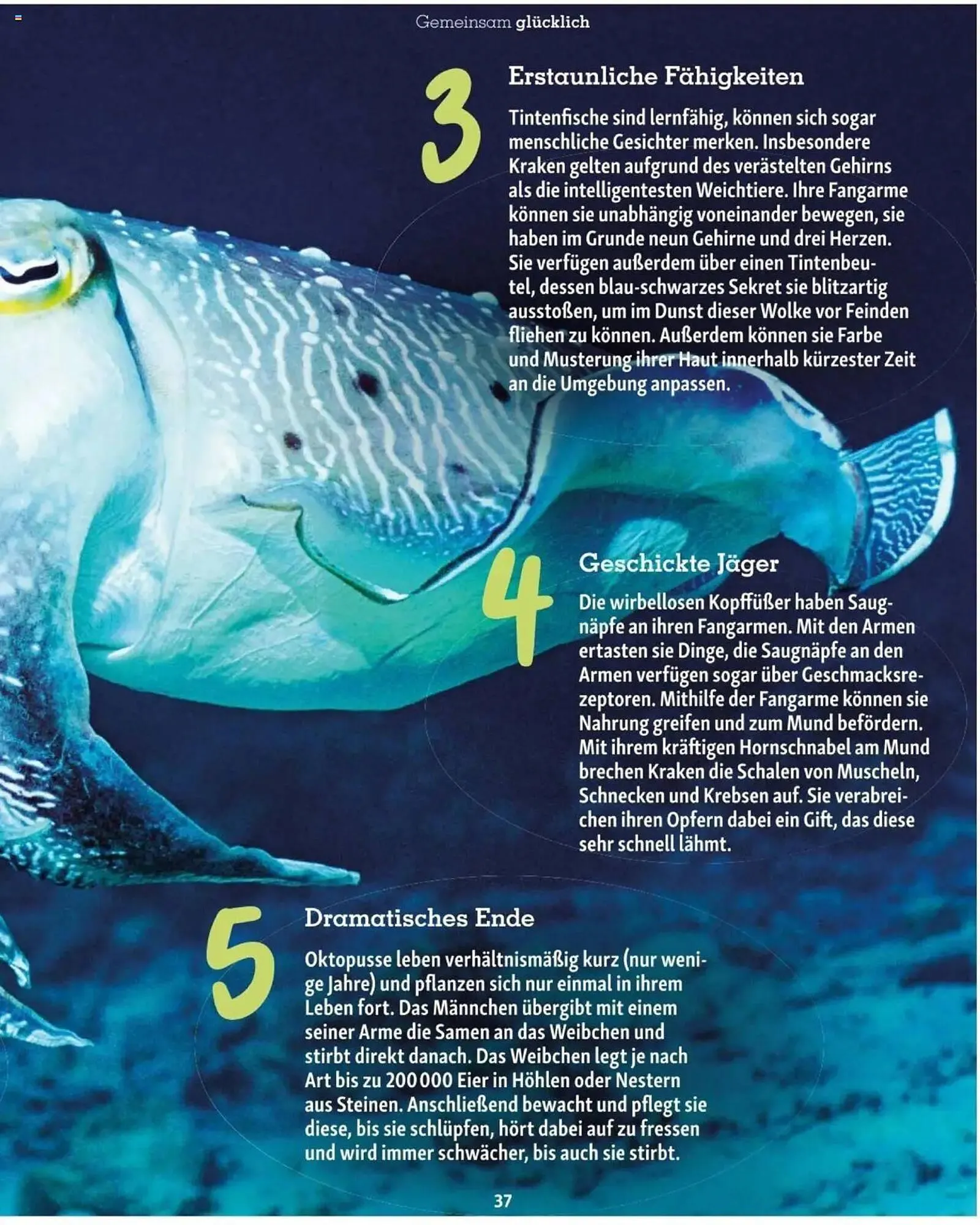 Fressnapf Flugblatt von 2. Jänner bis 2. März 2025 - Flugblätt seite  37