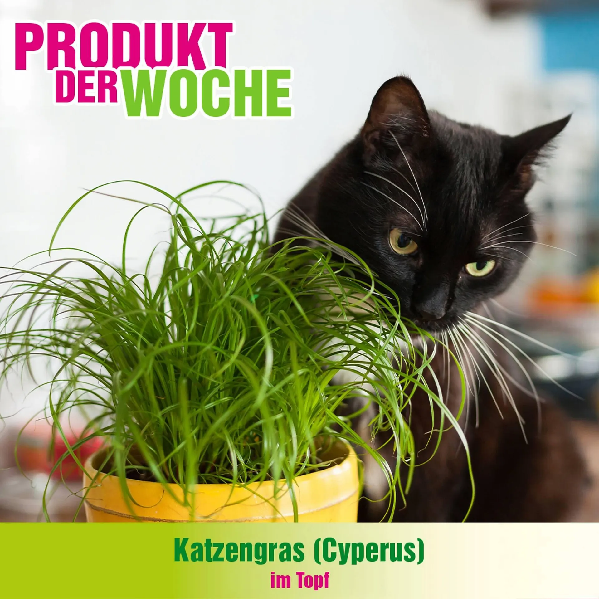 Blumen B&B Flugblatt von 23. Dezember bis 29. Dezember 2025 - Flugblätt seite  6