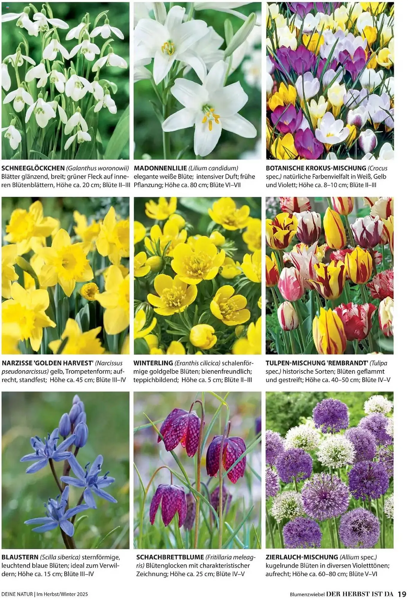 Dehner Flugblatt von 10. Oktober bis 30. November 2025 - Flugblätt seite  19