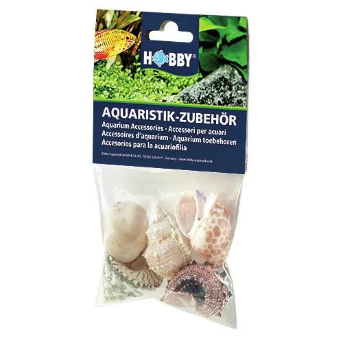 HOBBY Natur Sea Shells Set L (5 Stück)