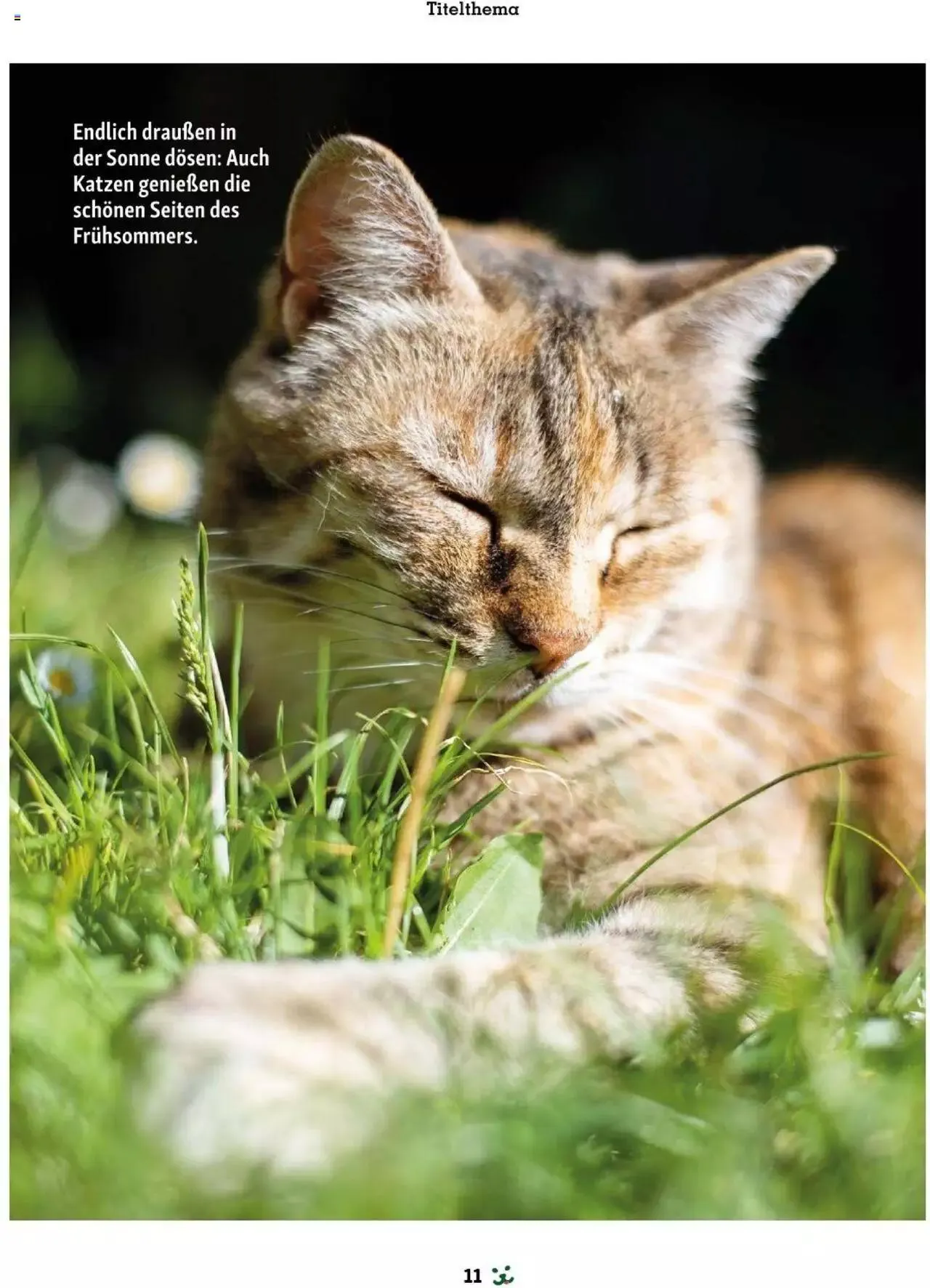 Fressnapf Friends 03/24 von 1. April bis 31. Dezember 2024 - Flugblätt seite 11