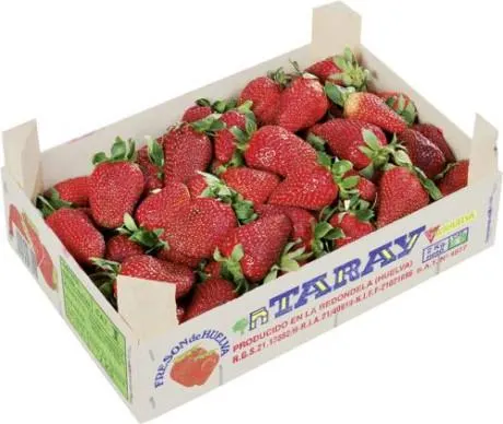 Erdbeeren frisch Österreich