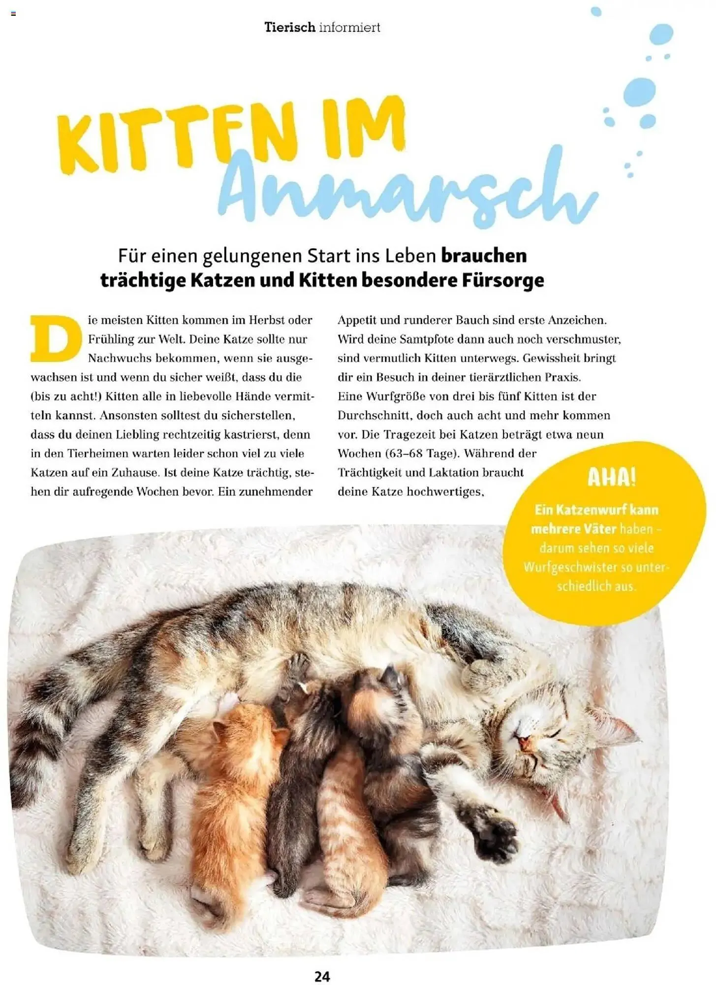 Fressnapf Flugblatt von 1. September bis 31. Oktober 2025 - Flugblätt seite  24