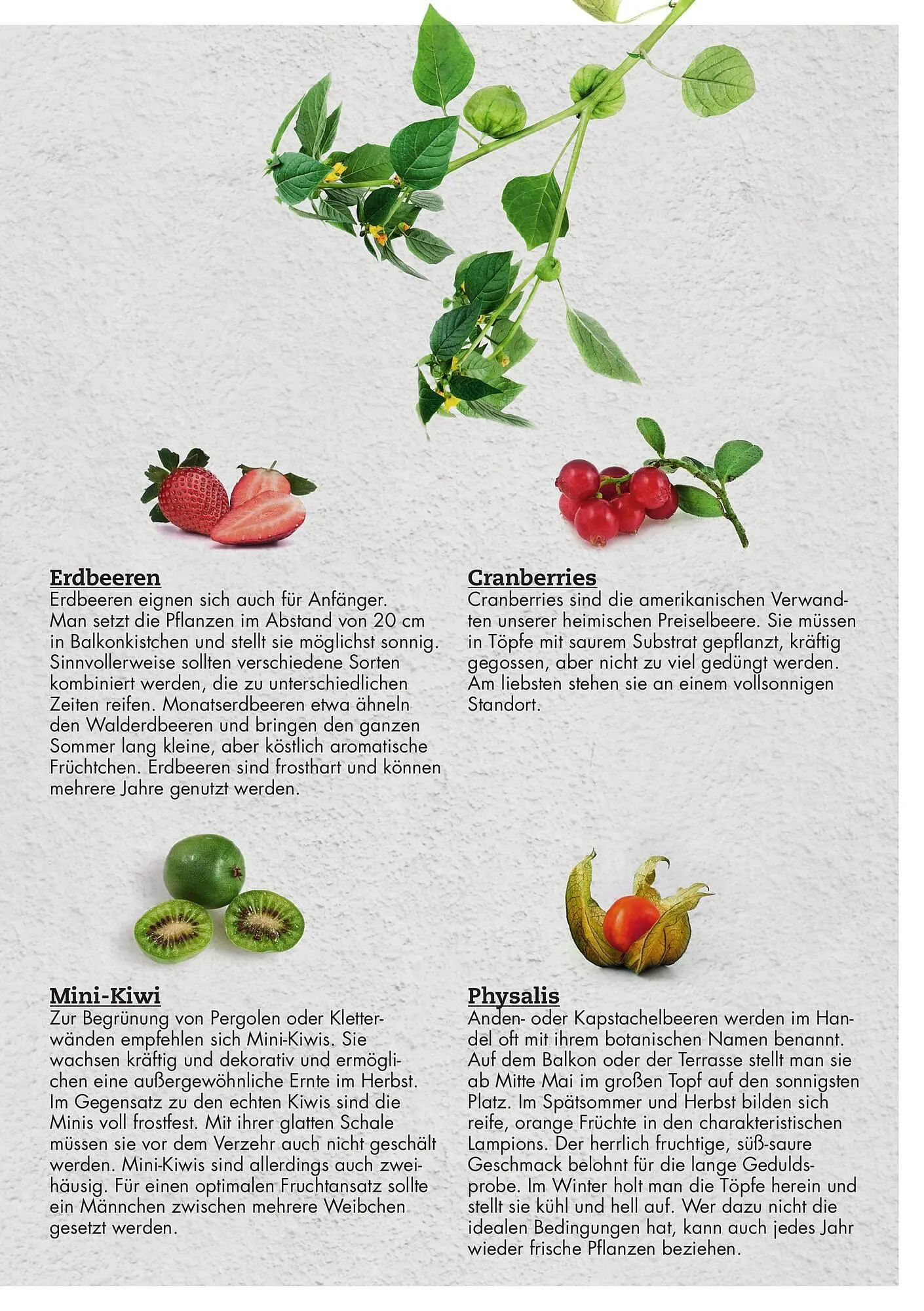 Bellaflora Flugblatt von 3. Jänner bis 31. Mai 2025 - Flugblätt seite 19