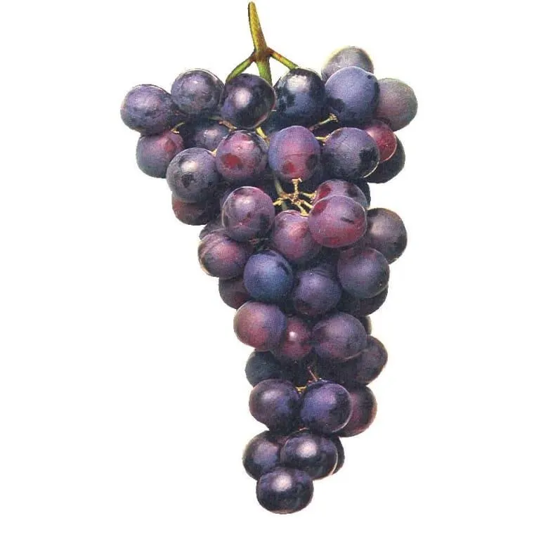 Trauben kernlos blau