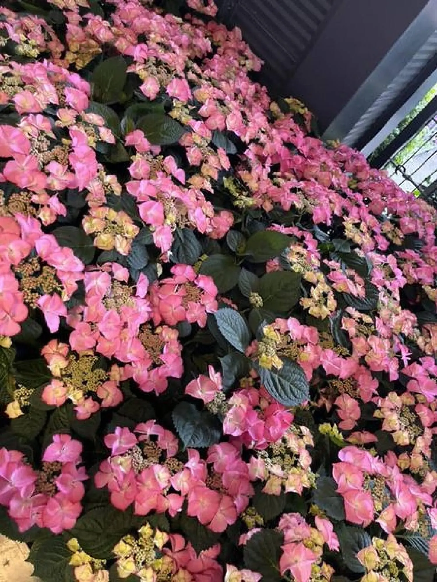 Blumen B&B Flugblatt von 24. Mai bis 13. Juni 2024 - Flugblätt seite  4