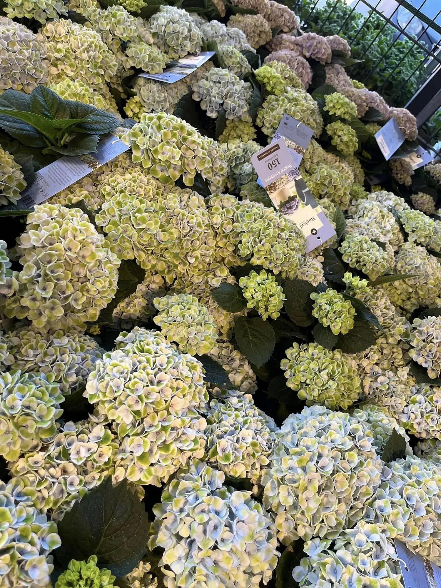 Blumen B&B Flugblatt von 24. Mai bis 13. Juni 2024 - Flugblätt seite 9