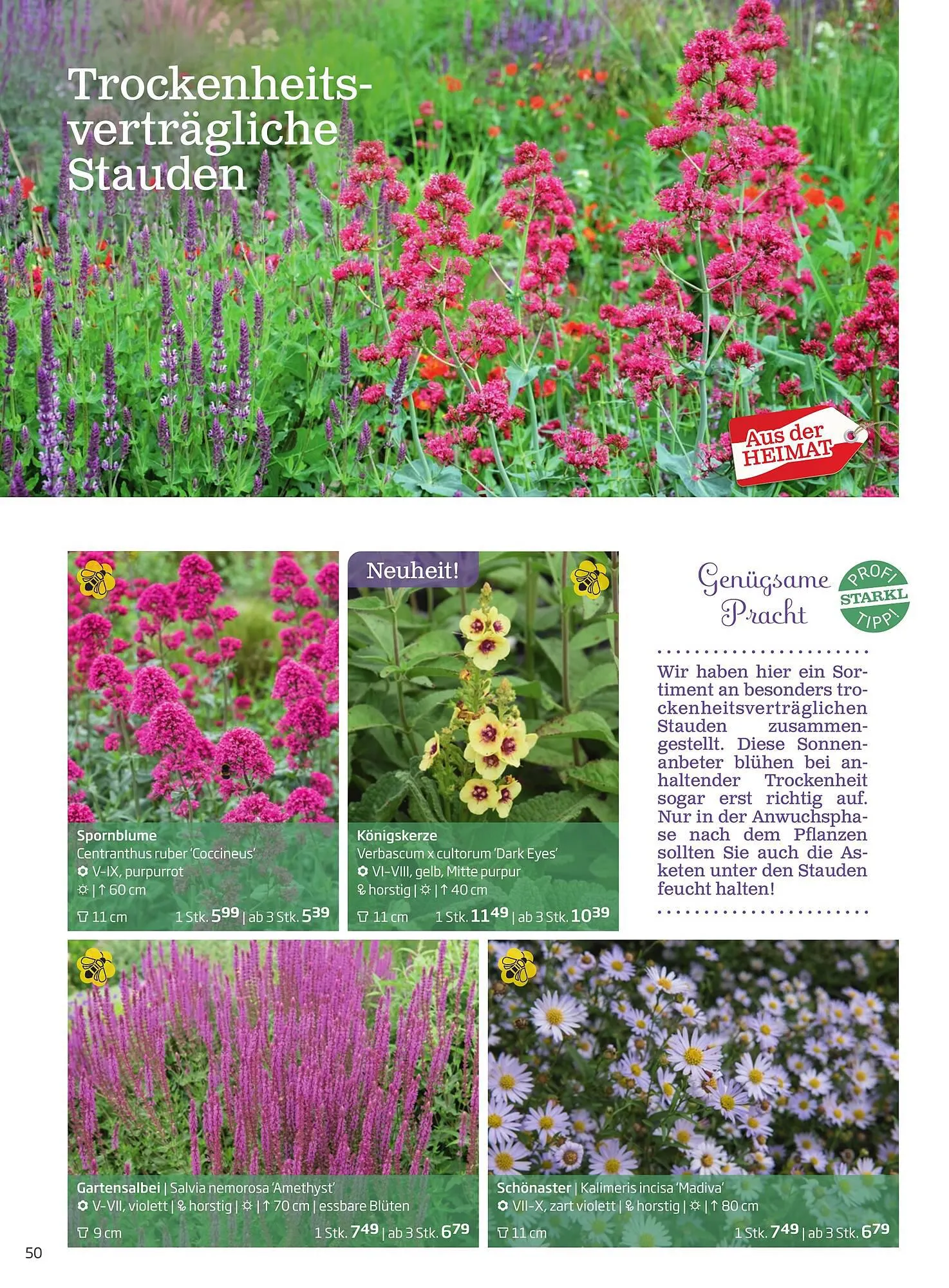 Starkl Flugblatt von 1. April bis 31. Dezember 2024 - Flugblätt seite  50