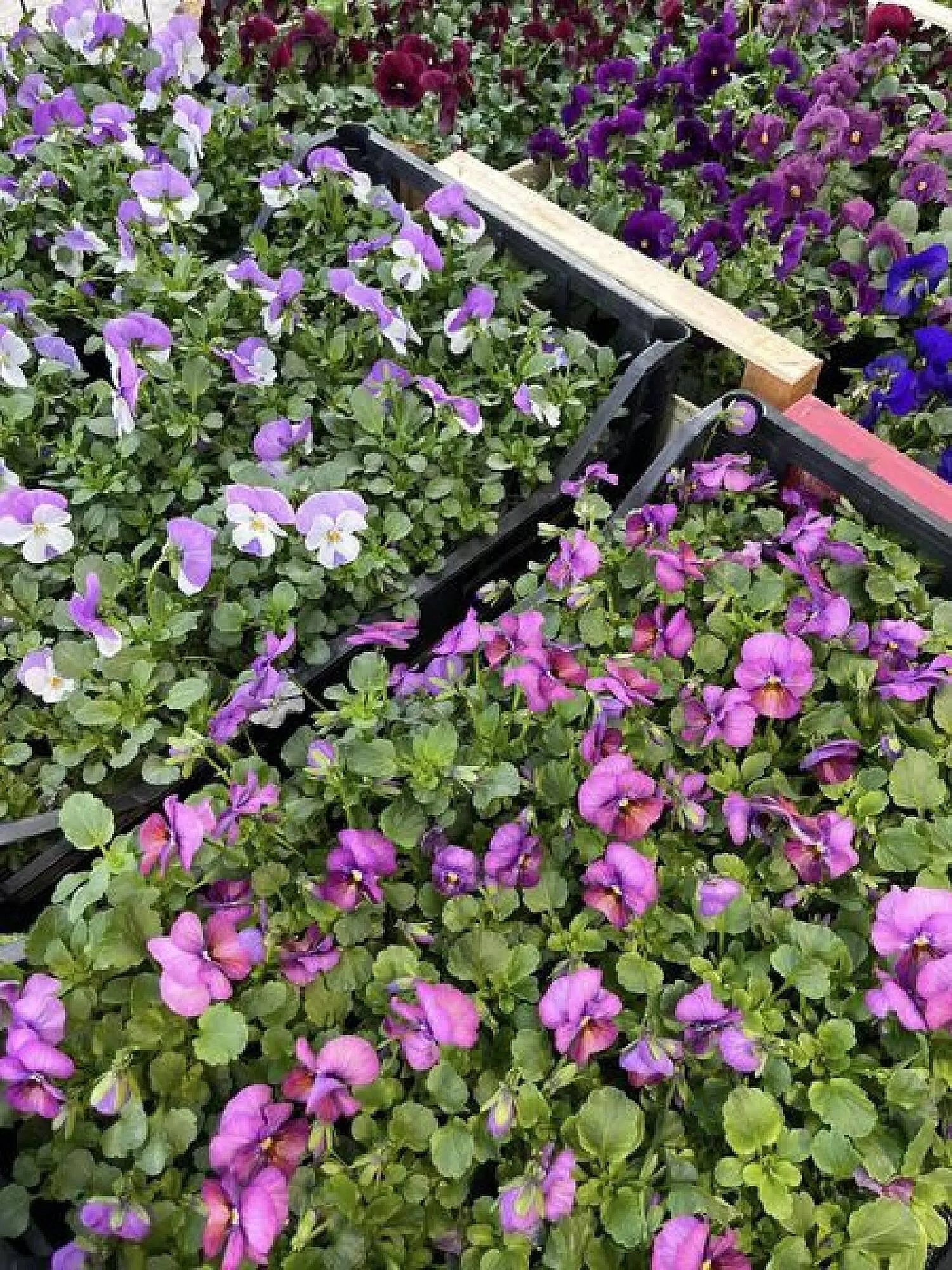 Blumen B&B Flugblatt von 8. März bis 21. März 2024 - Flugblätt seite  2