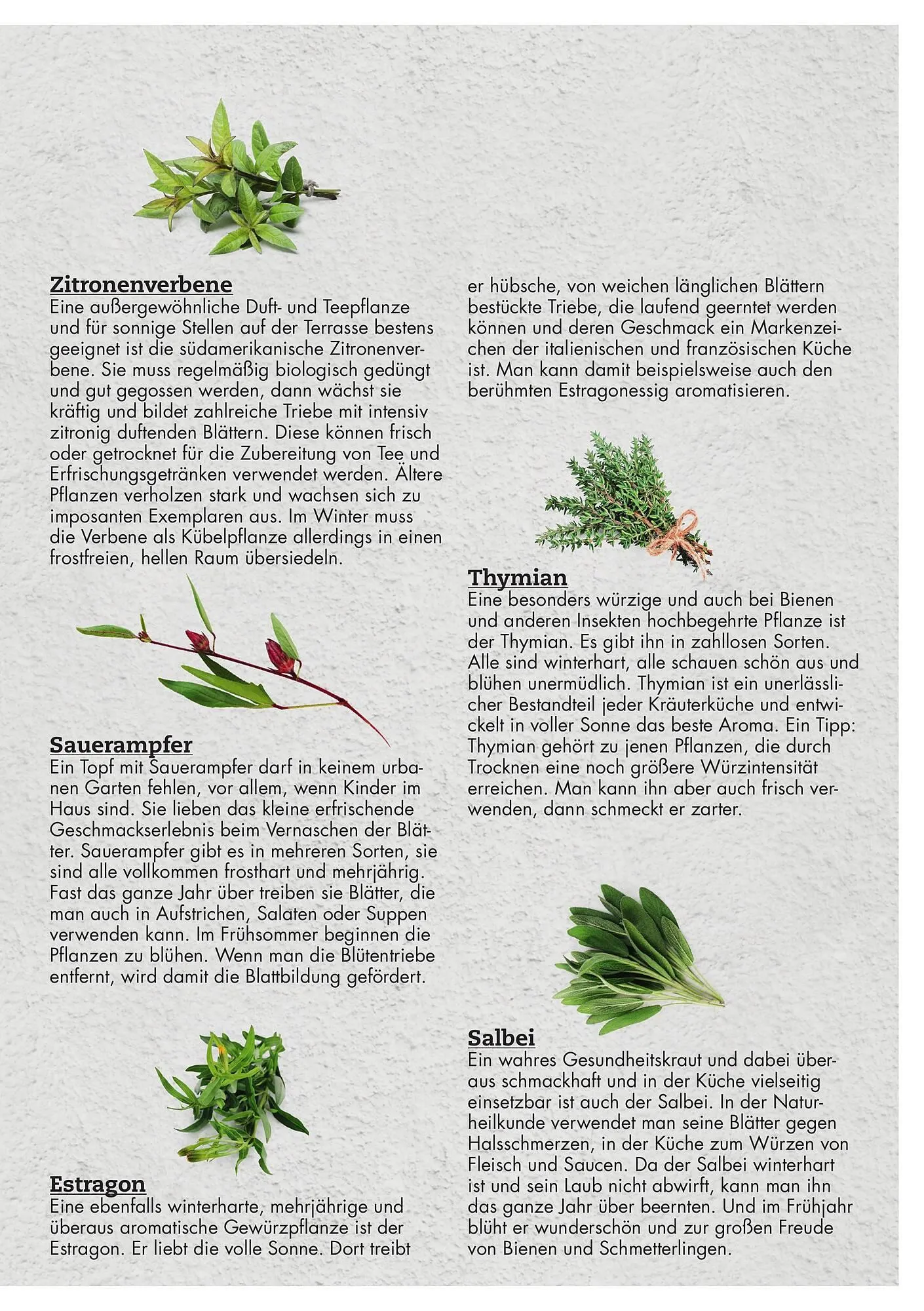 Bellaflora Flugblatt von 3. Jänner bis 31. Mai 2025 - Flugblätt seite 11